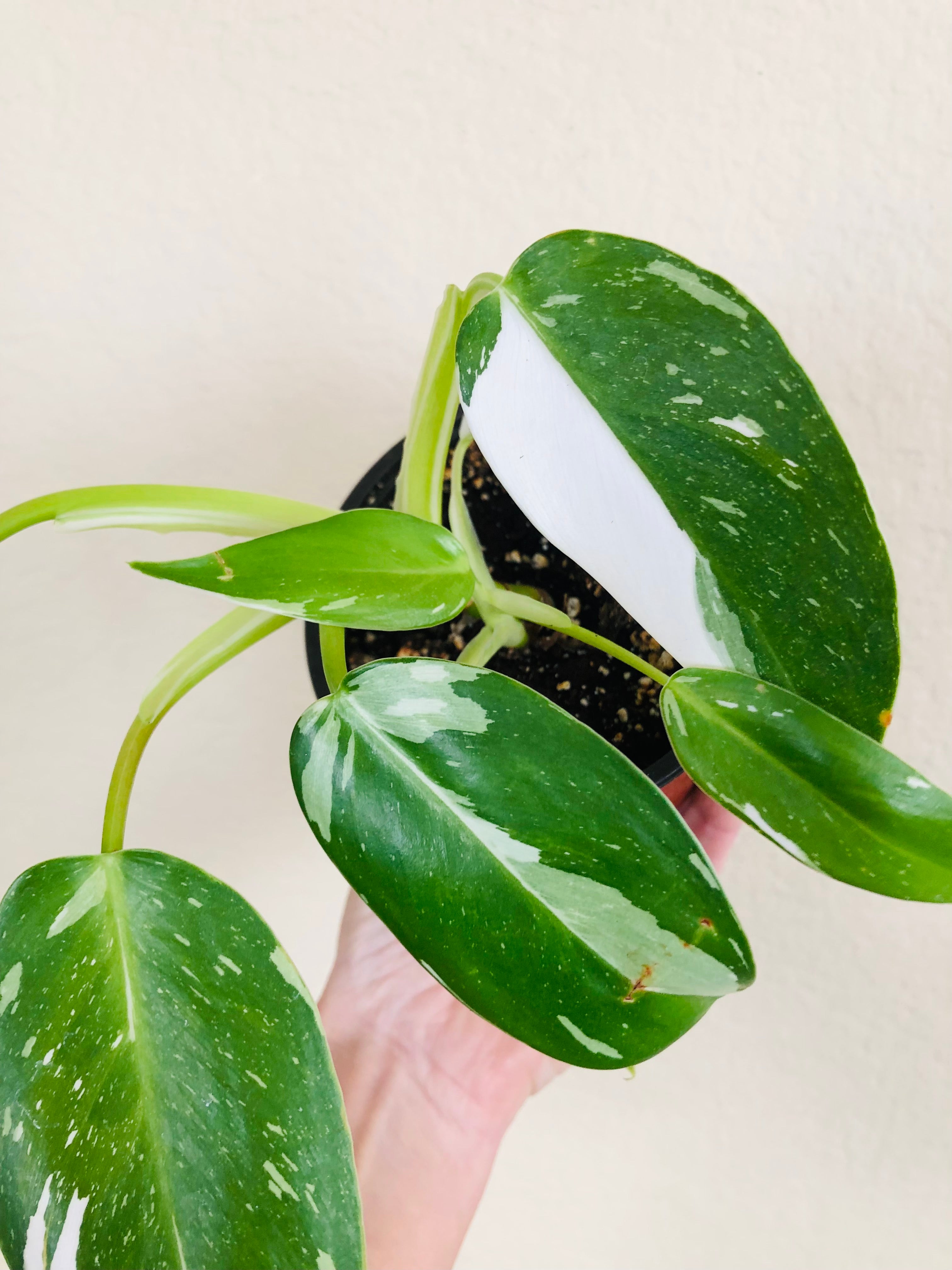 Philodendron 'White Wizard'