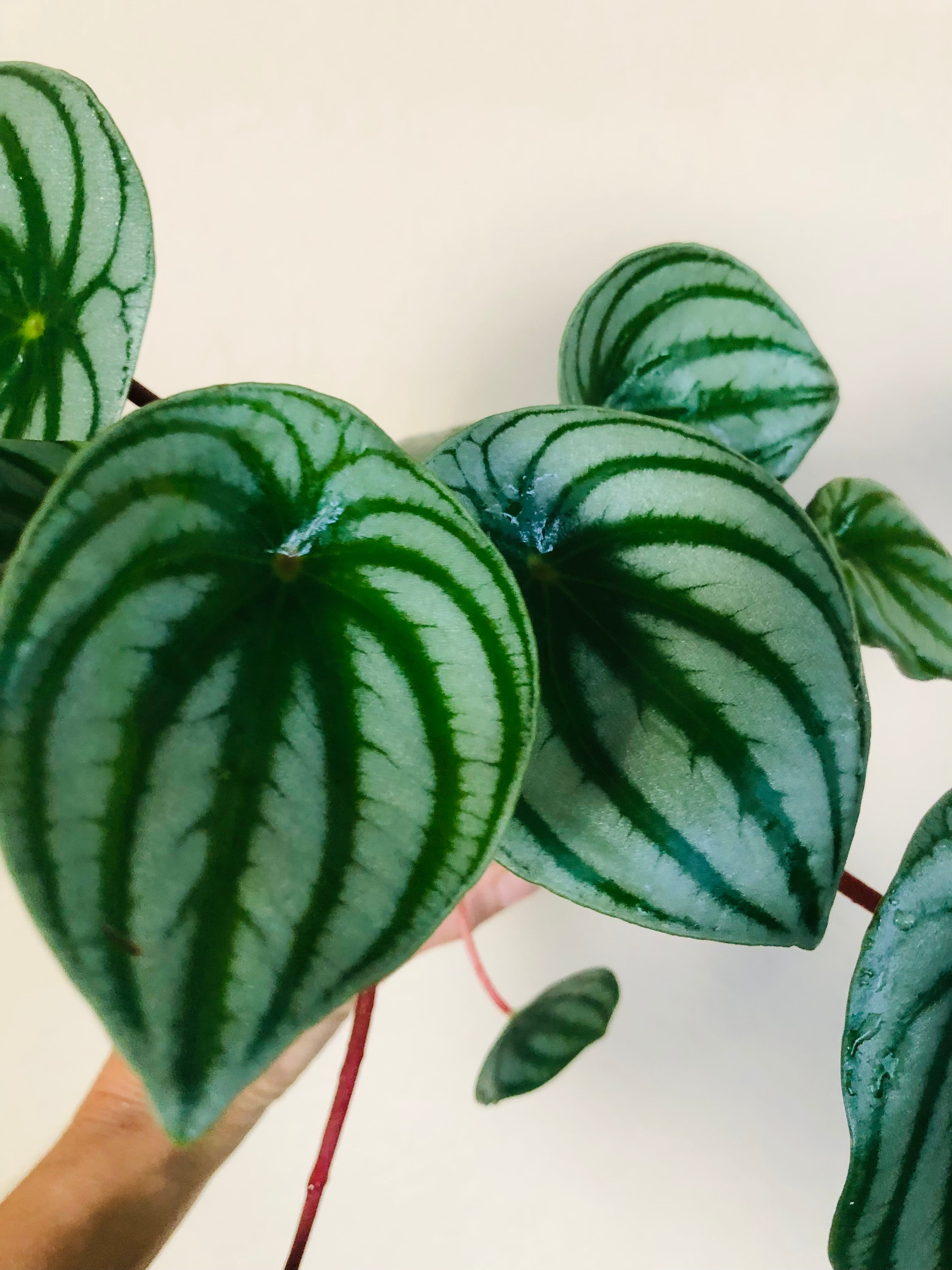 Peperomia 'Watermelon'