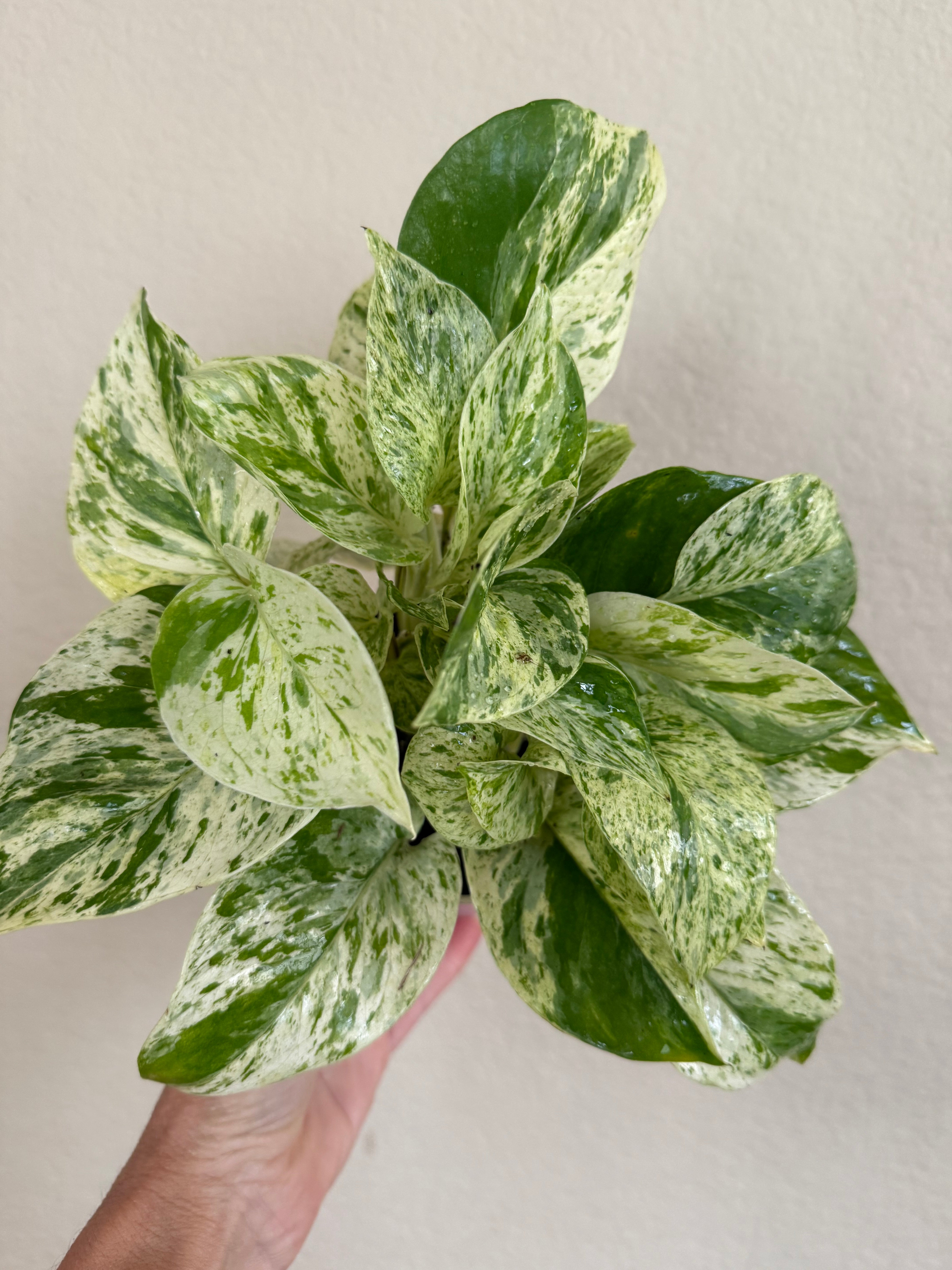 Pothos 'Marble Queen' | ‘Snow Queen’