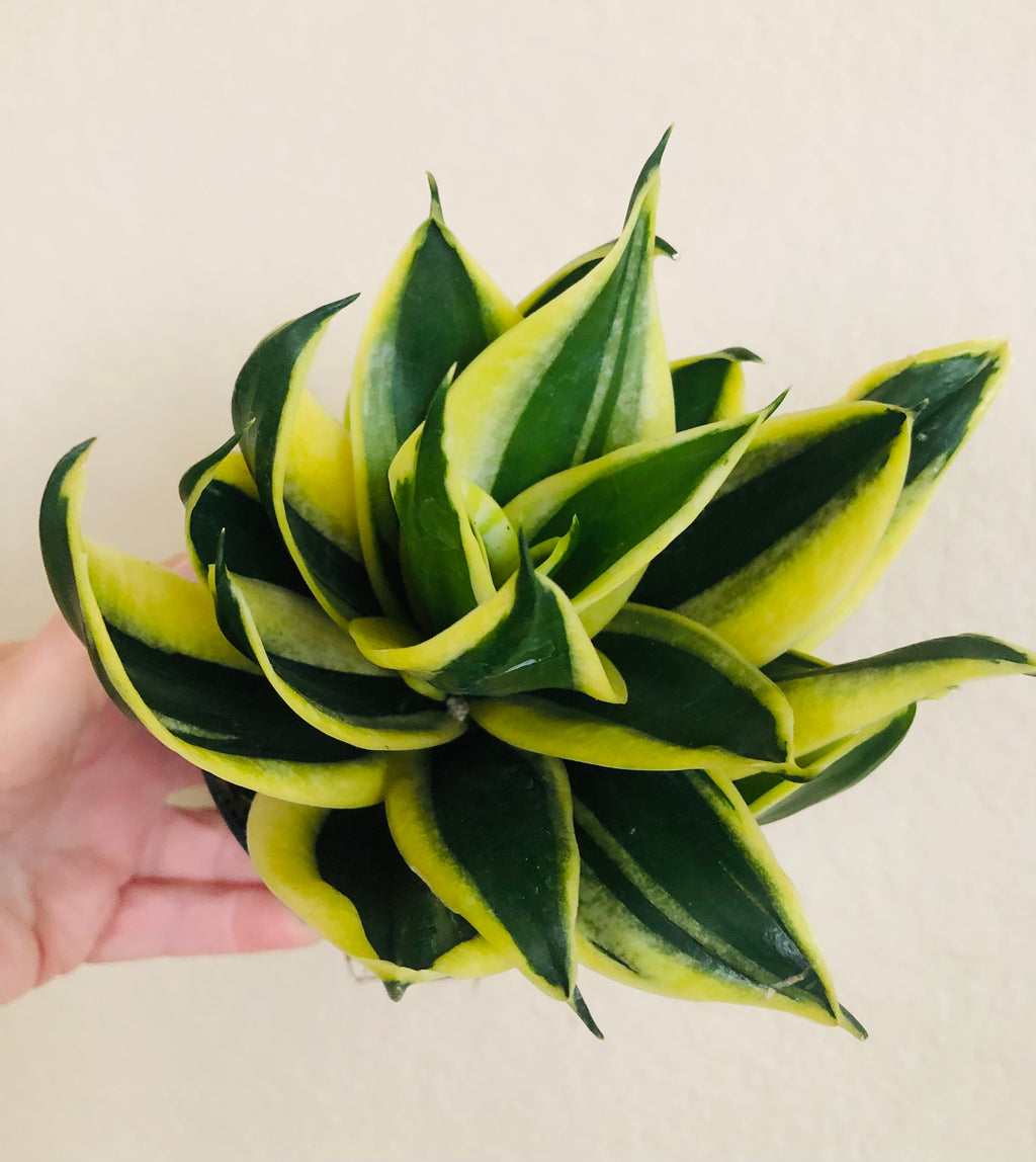 black star snake plant care Sansevieria Hahnii 'Black Star'