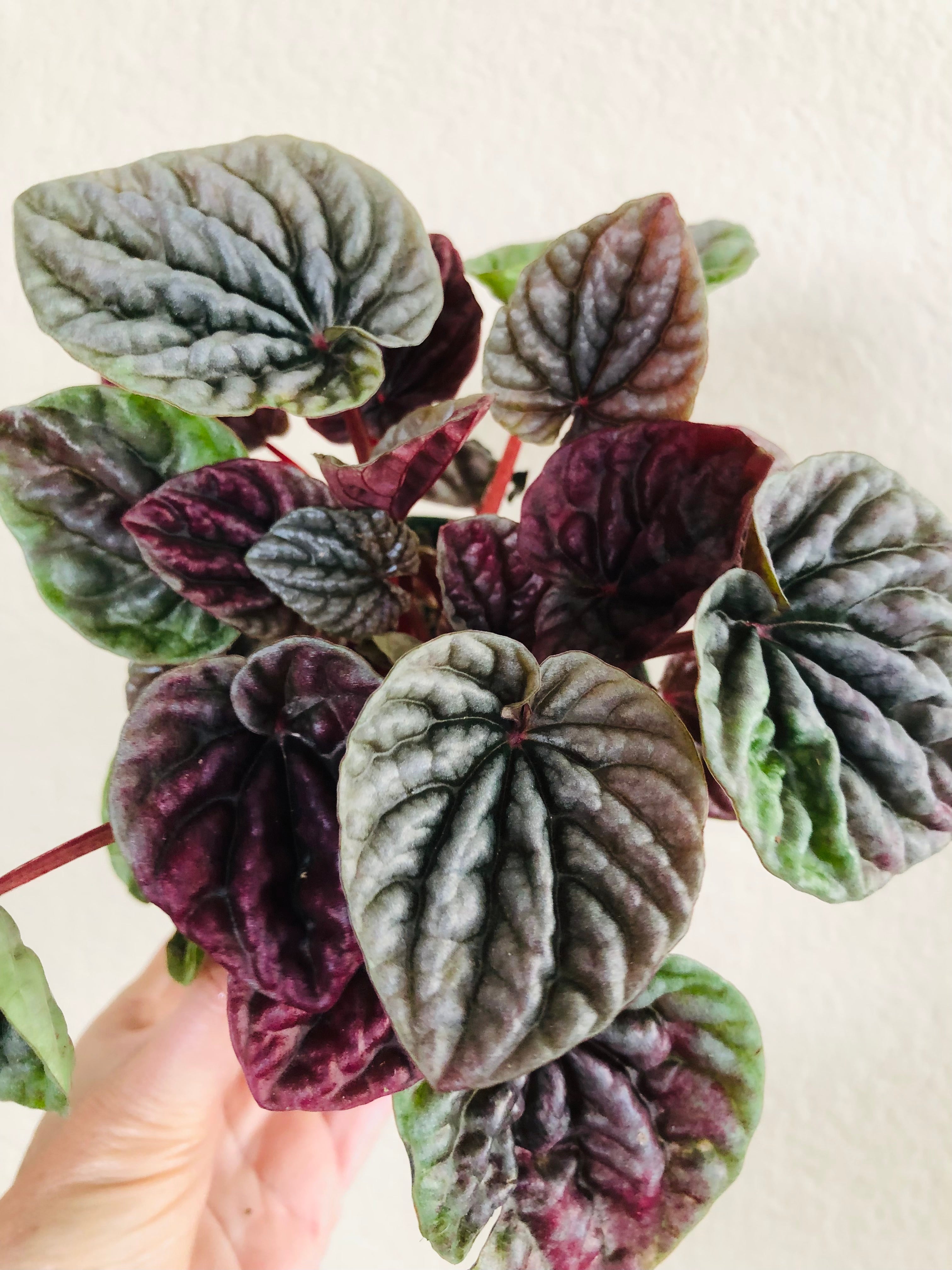 Peperomia 'Luna Red'