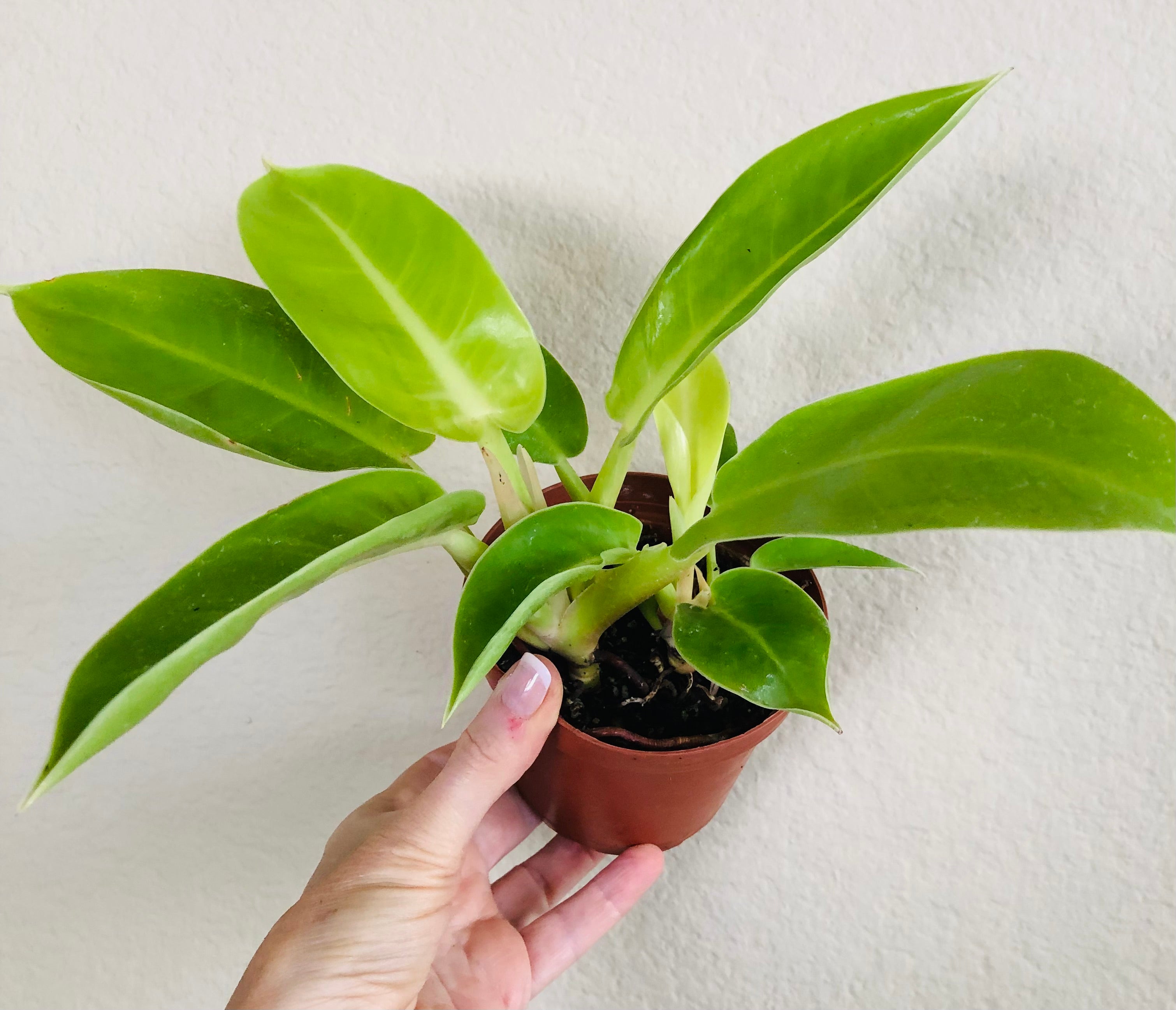 Philodendron 'Moonlight'