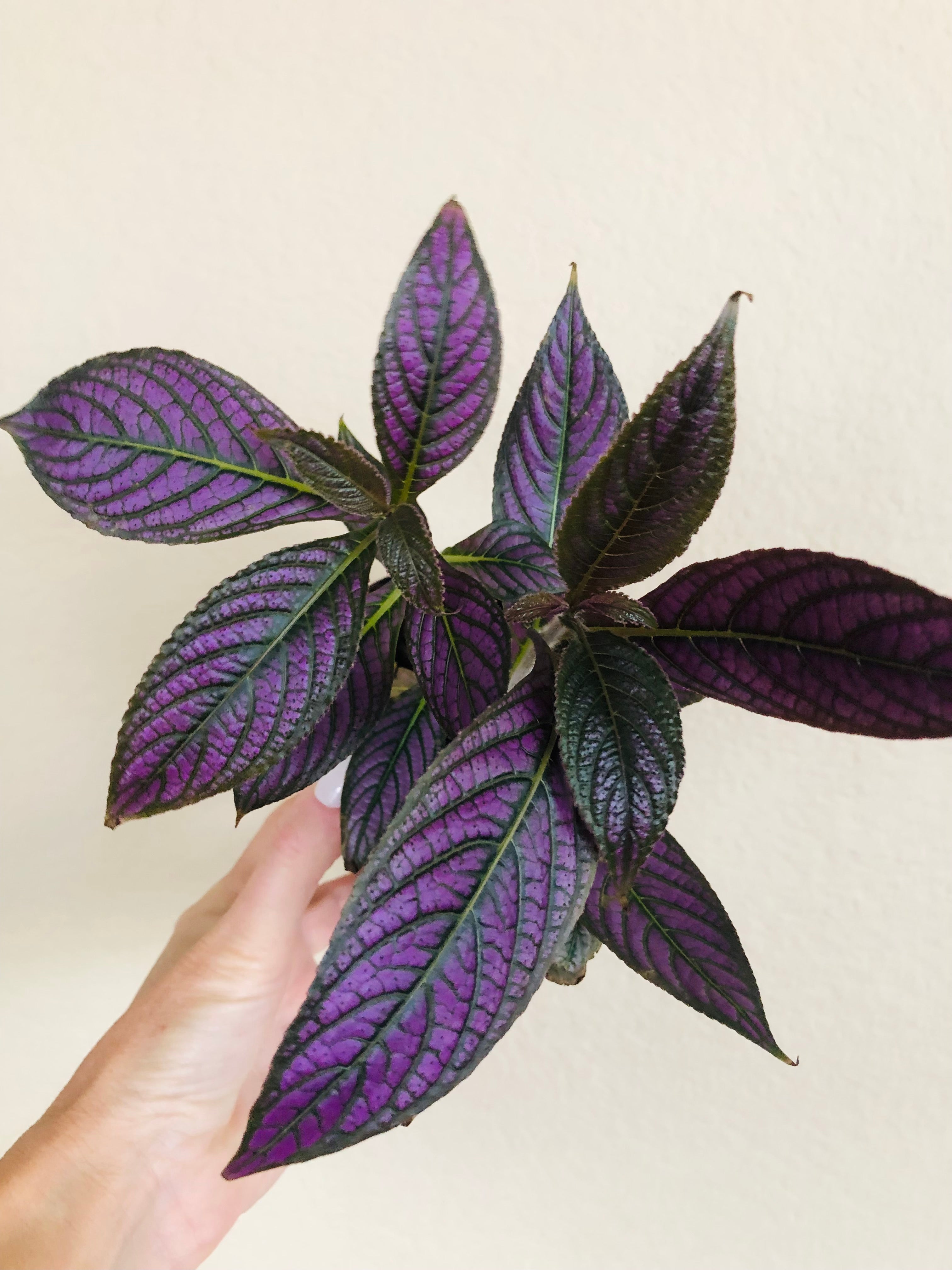 Strobilanthes Persian Shield