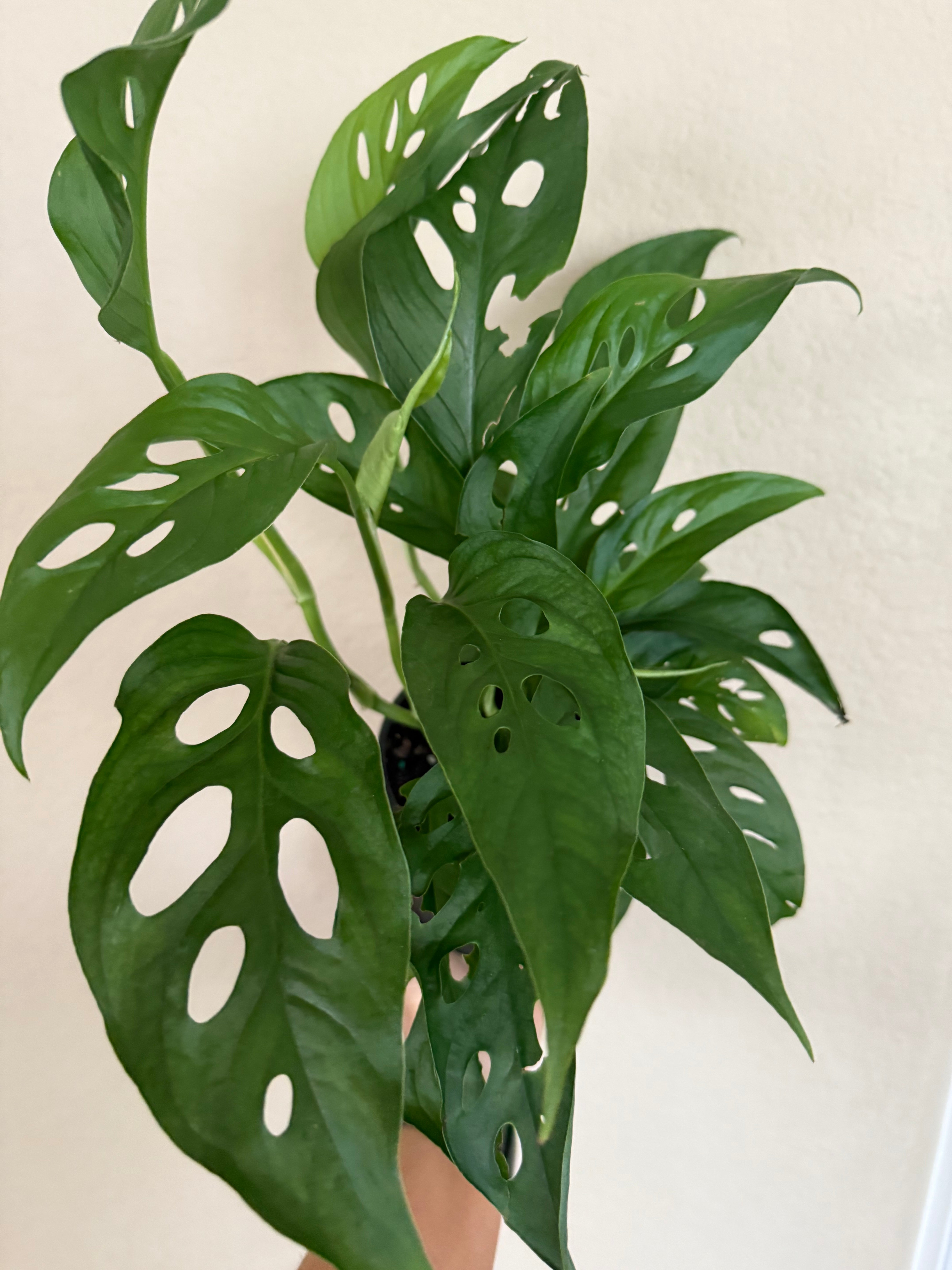 Monstera Adansonii 'Swiss Cheese'