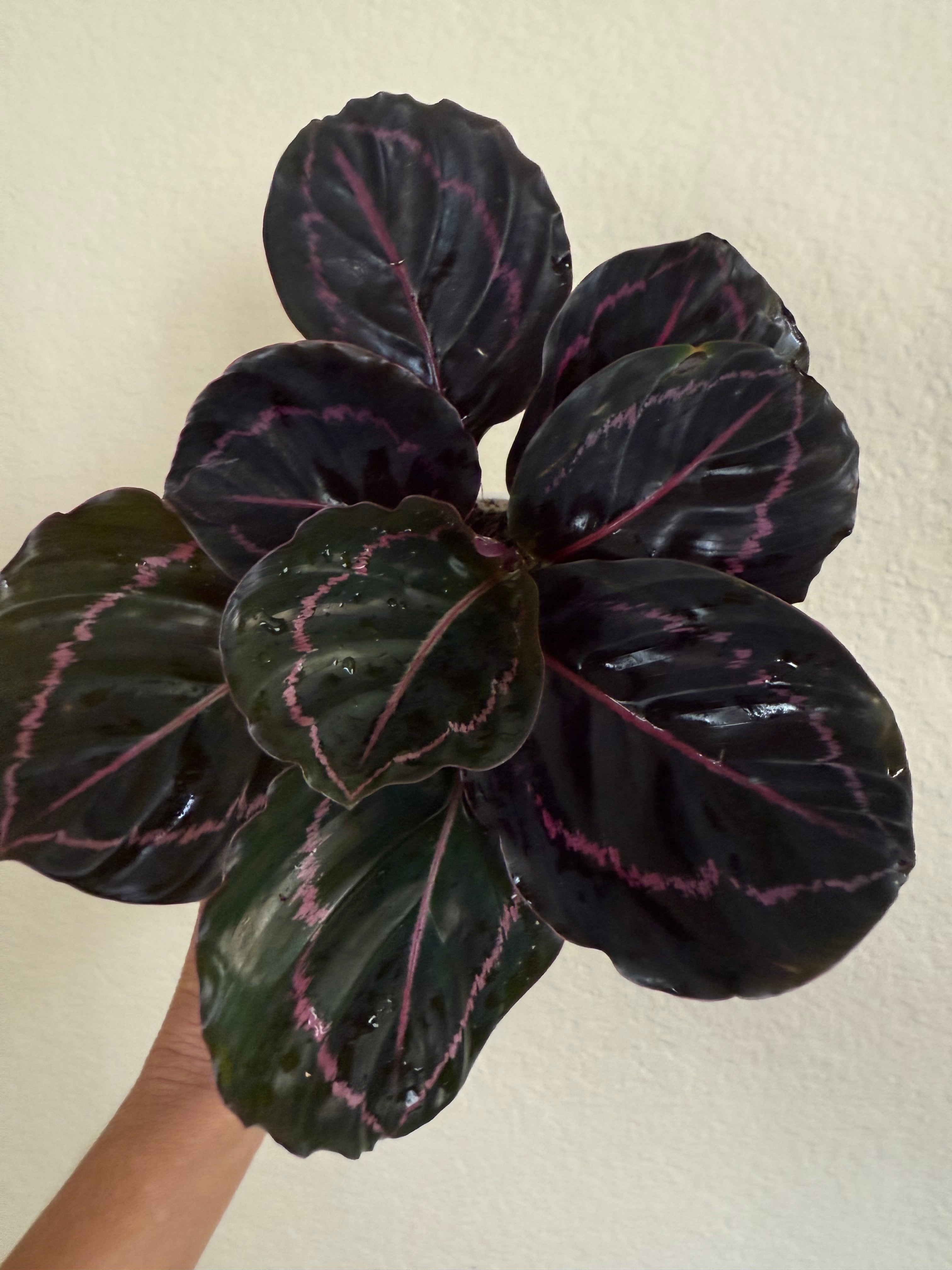 Calathea Roseopicta 'Dottie'