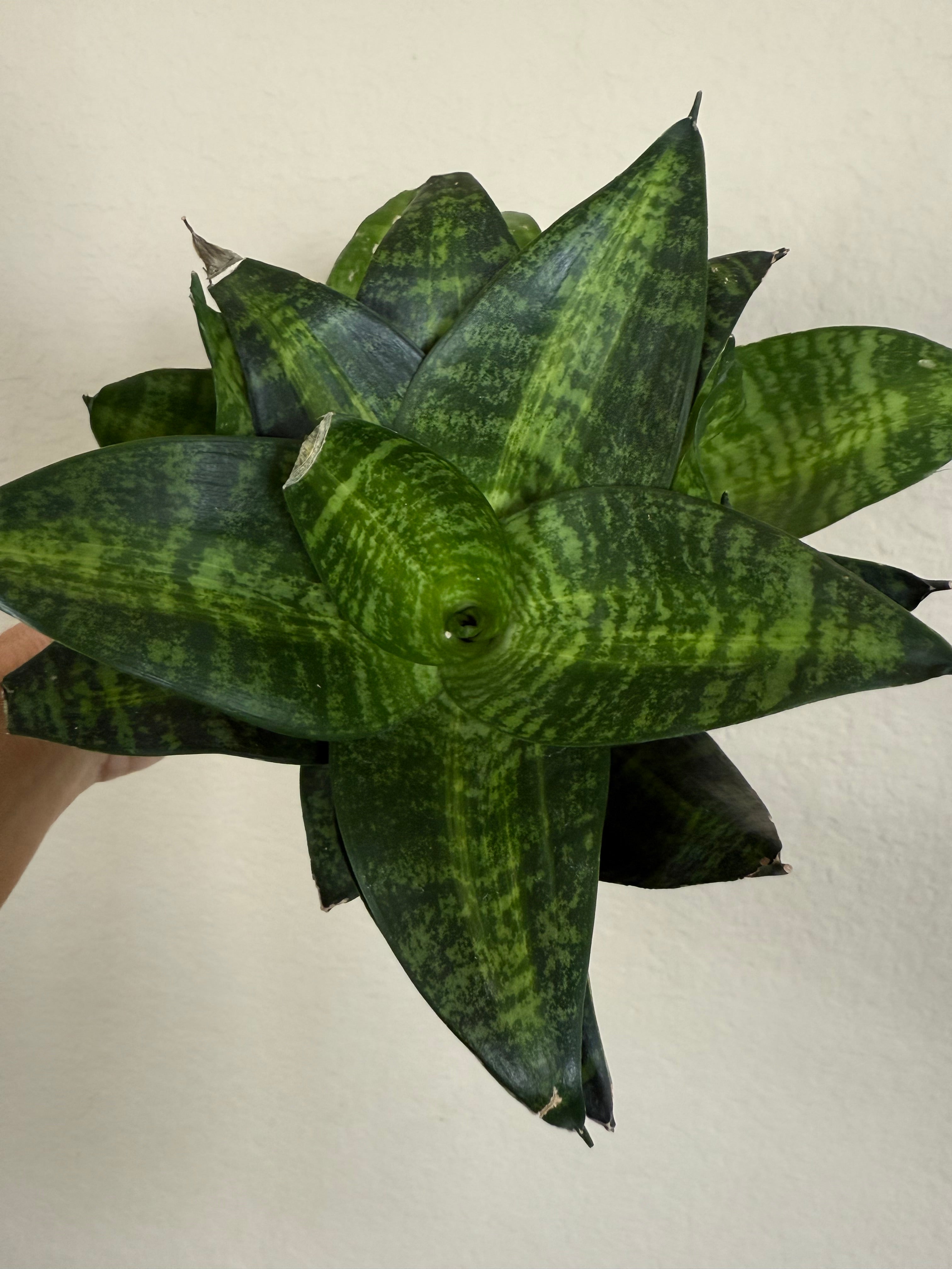 Sansevieria Hahnii 'Tiger Star'
