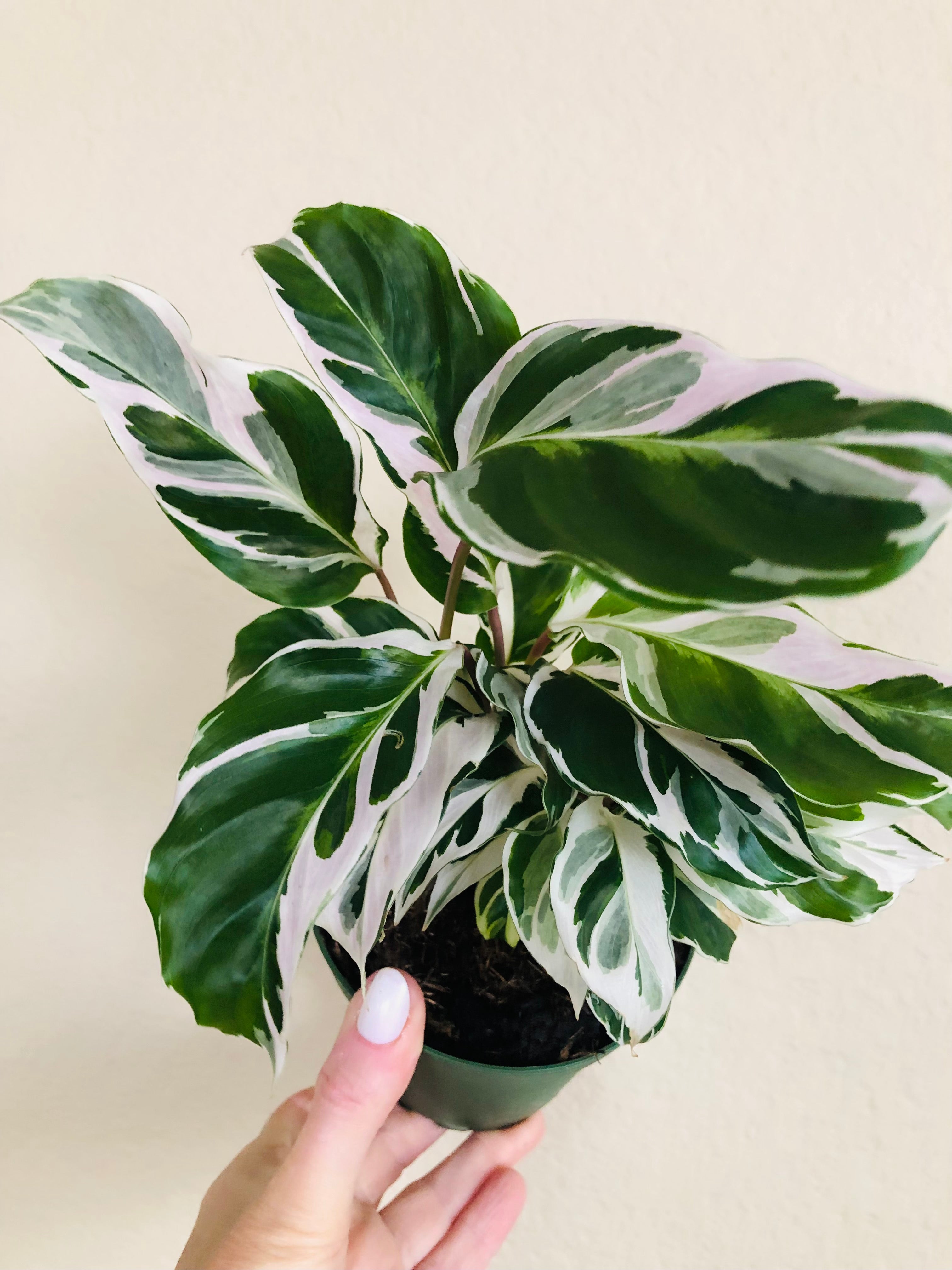 Calathea 'White Fusion'