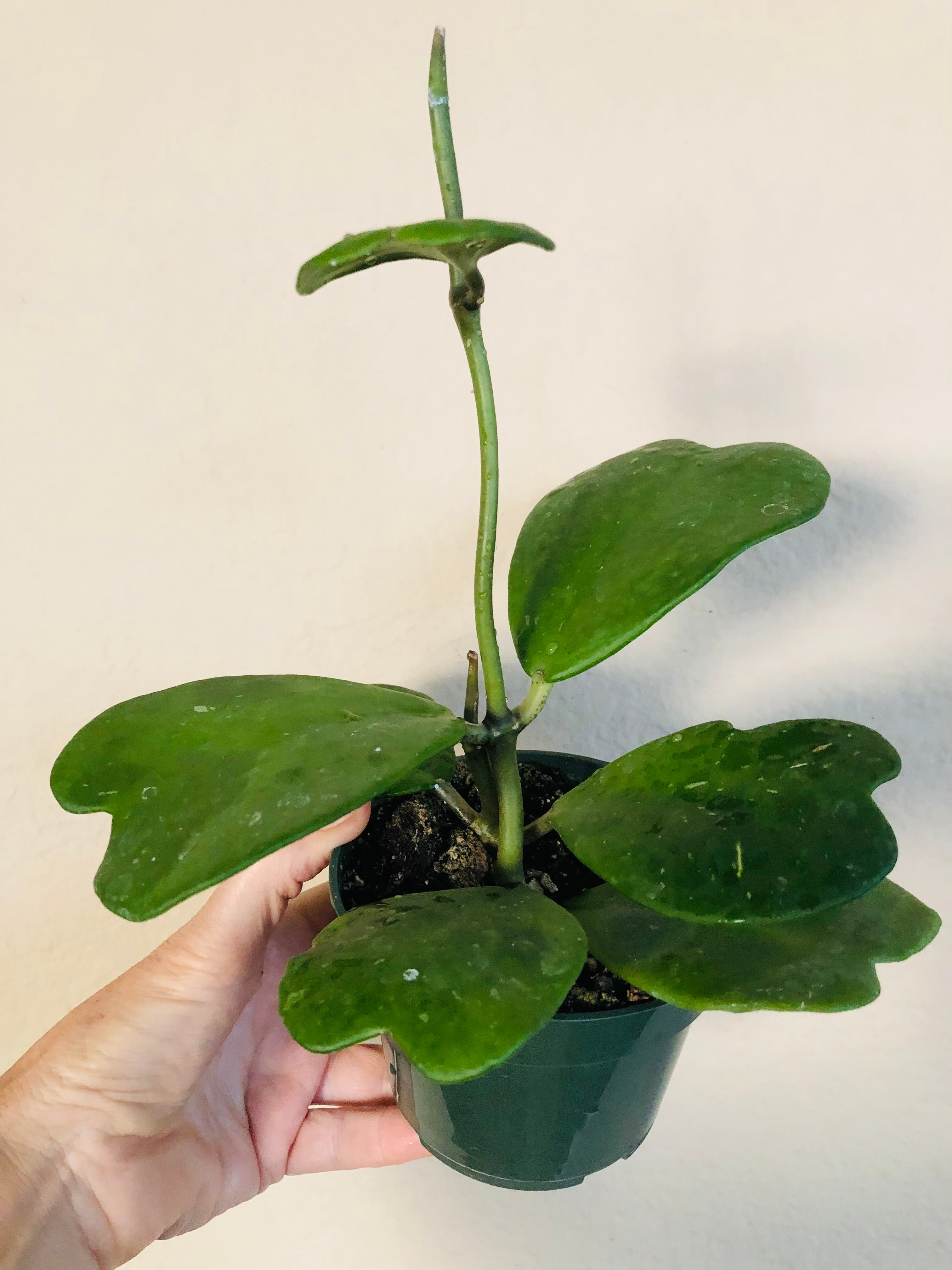 Hoya Kerrii Vine