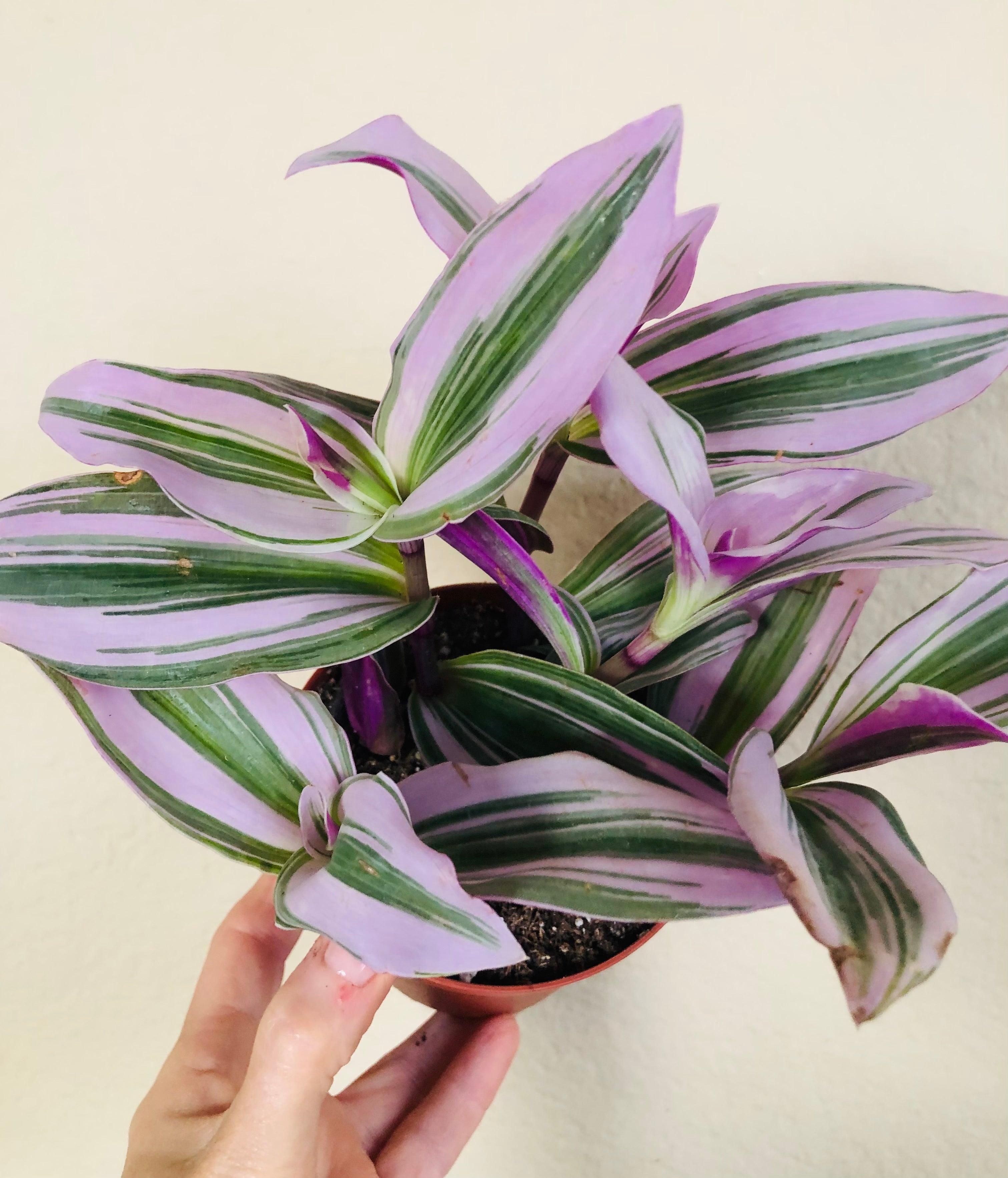 Tradescantia Nanouk