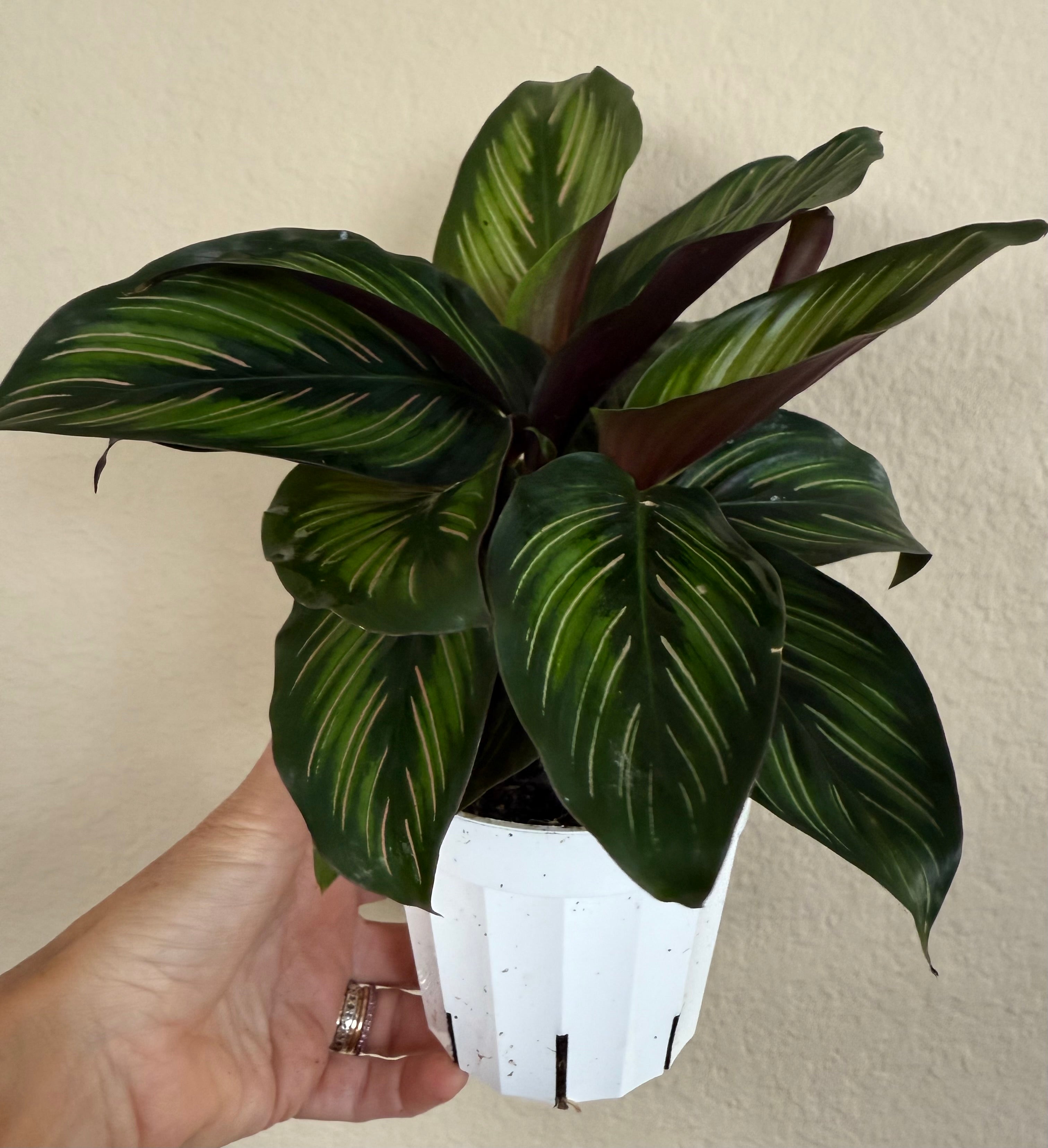 Calathea Beauty Star