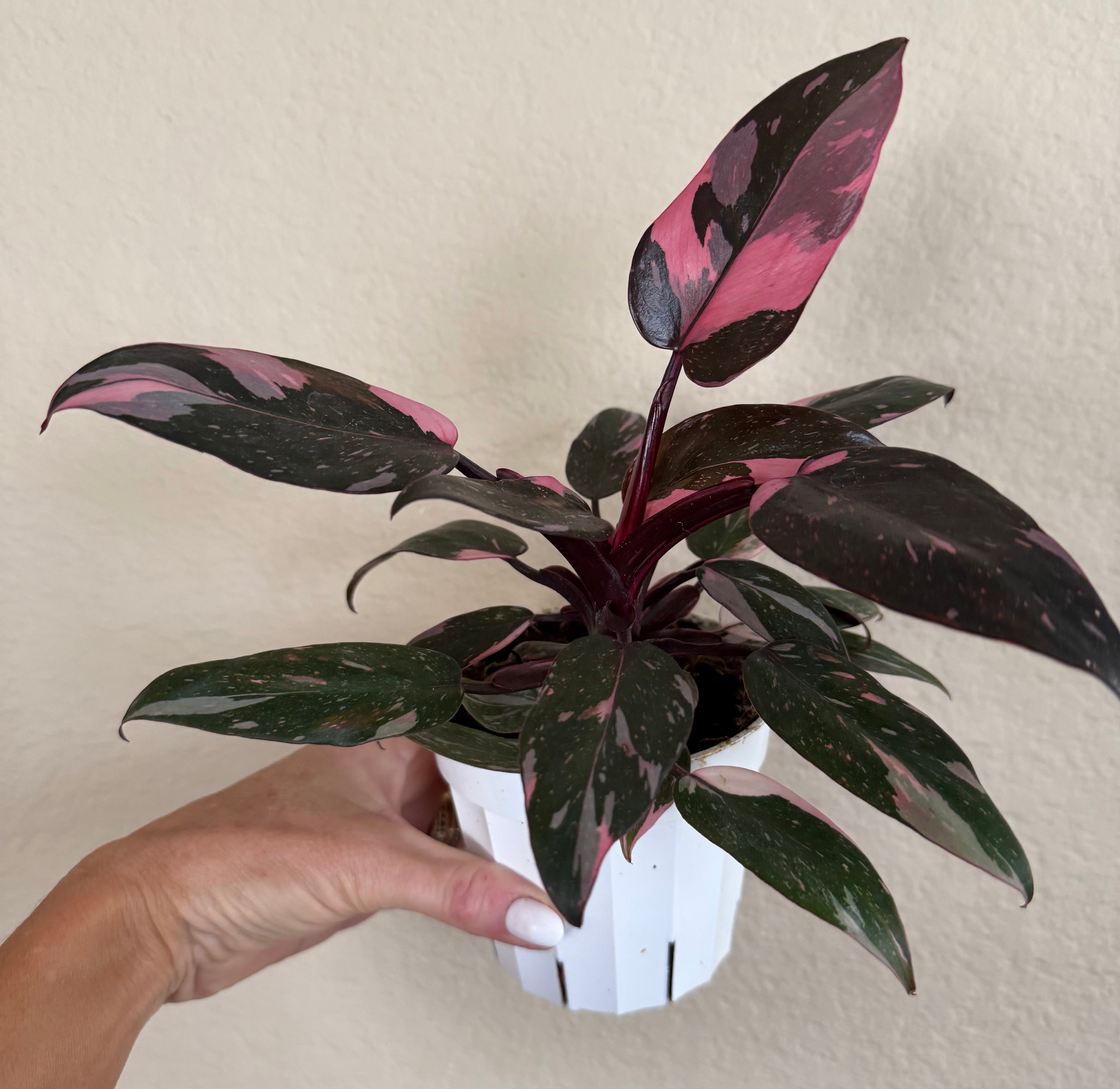 Philodendron 'Pink Princess'