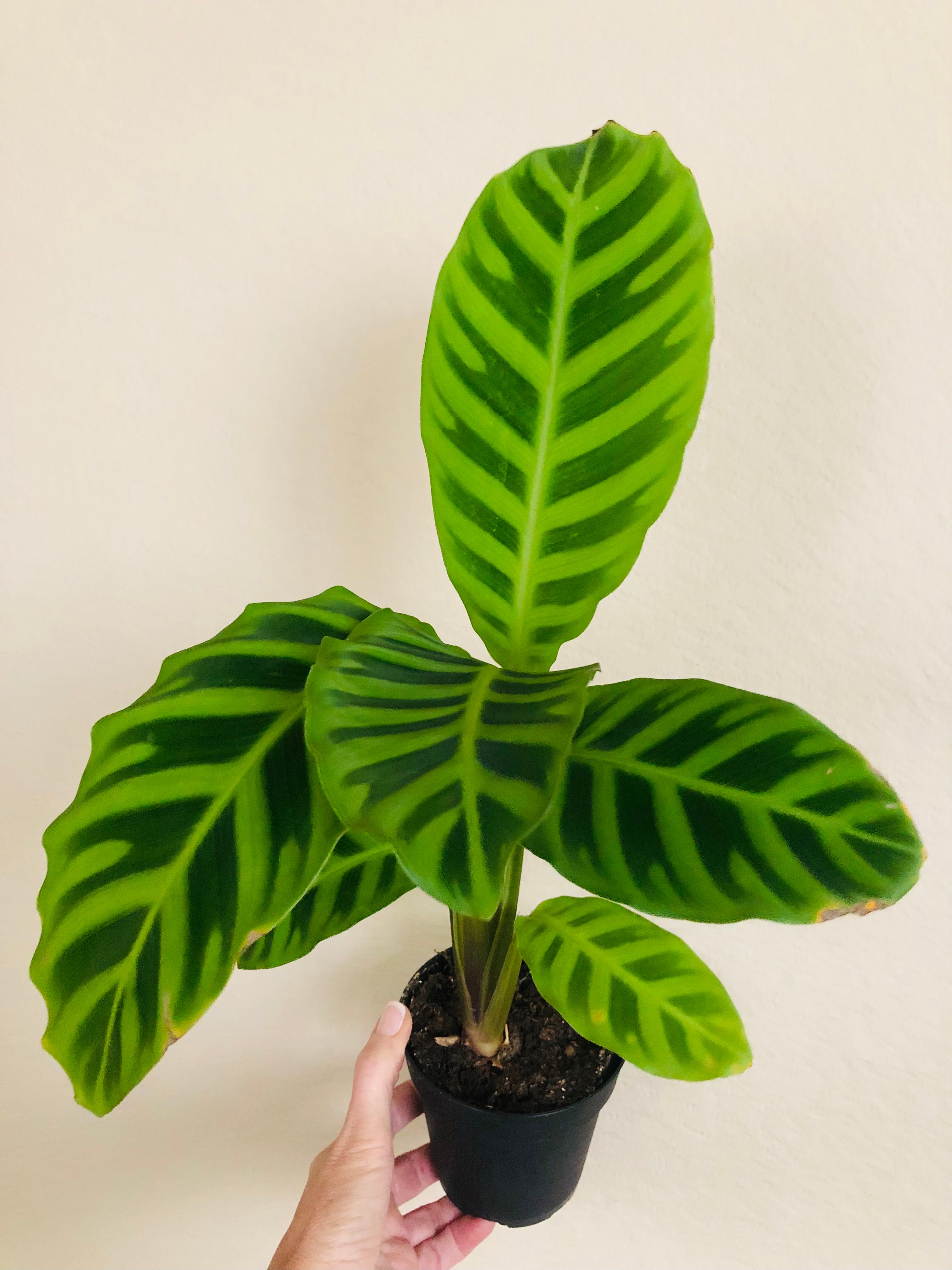 Calathea 'Zebrina'