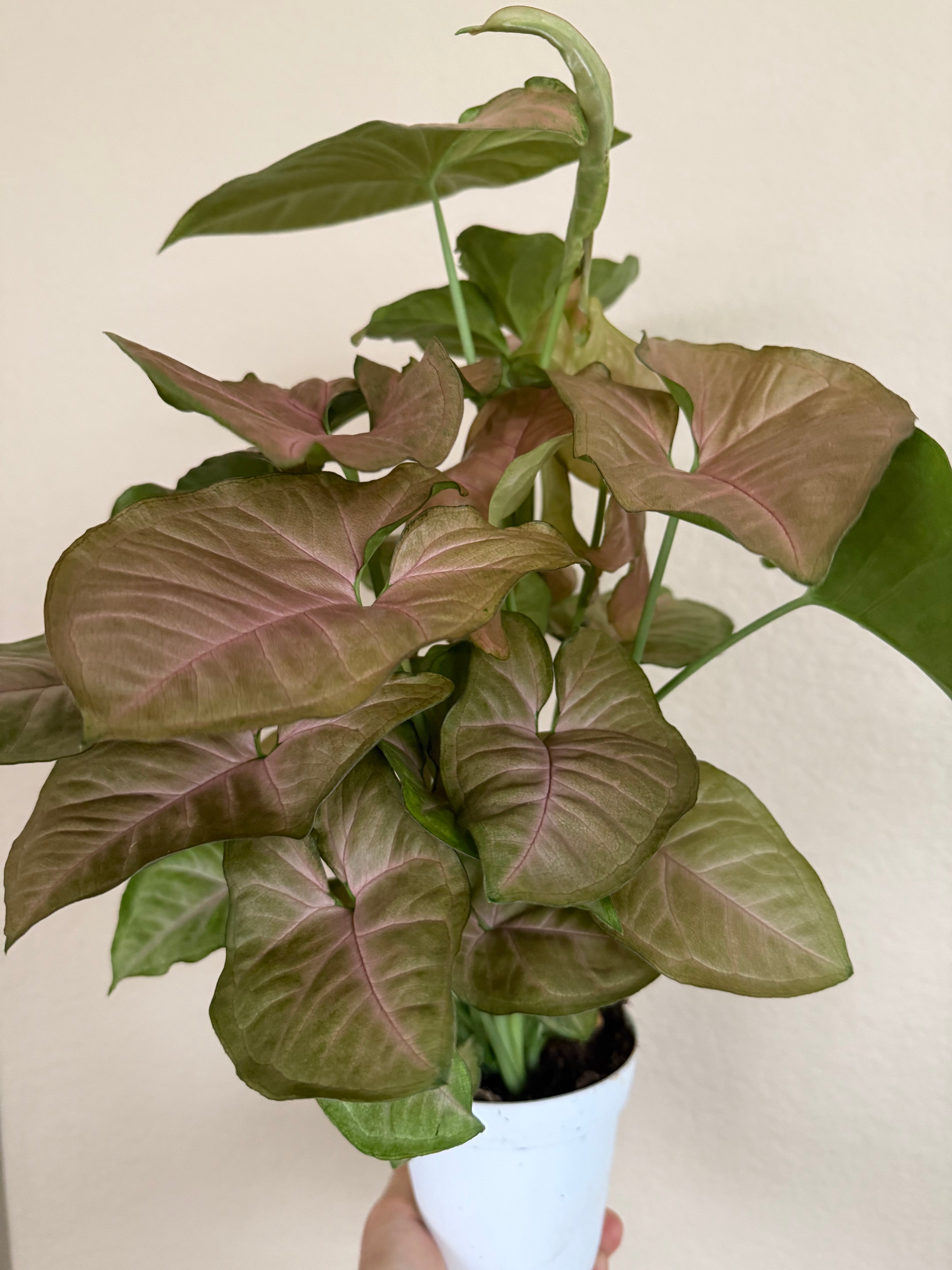Syngonium 'Pink'