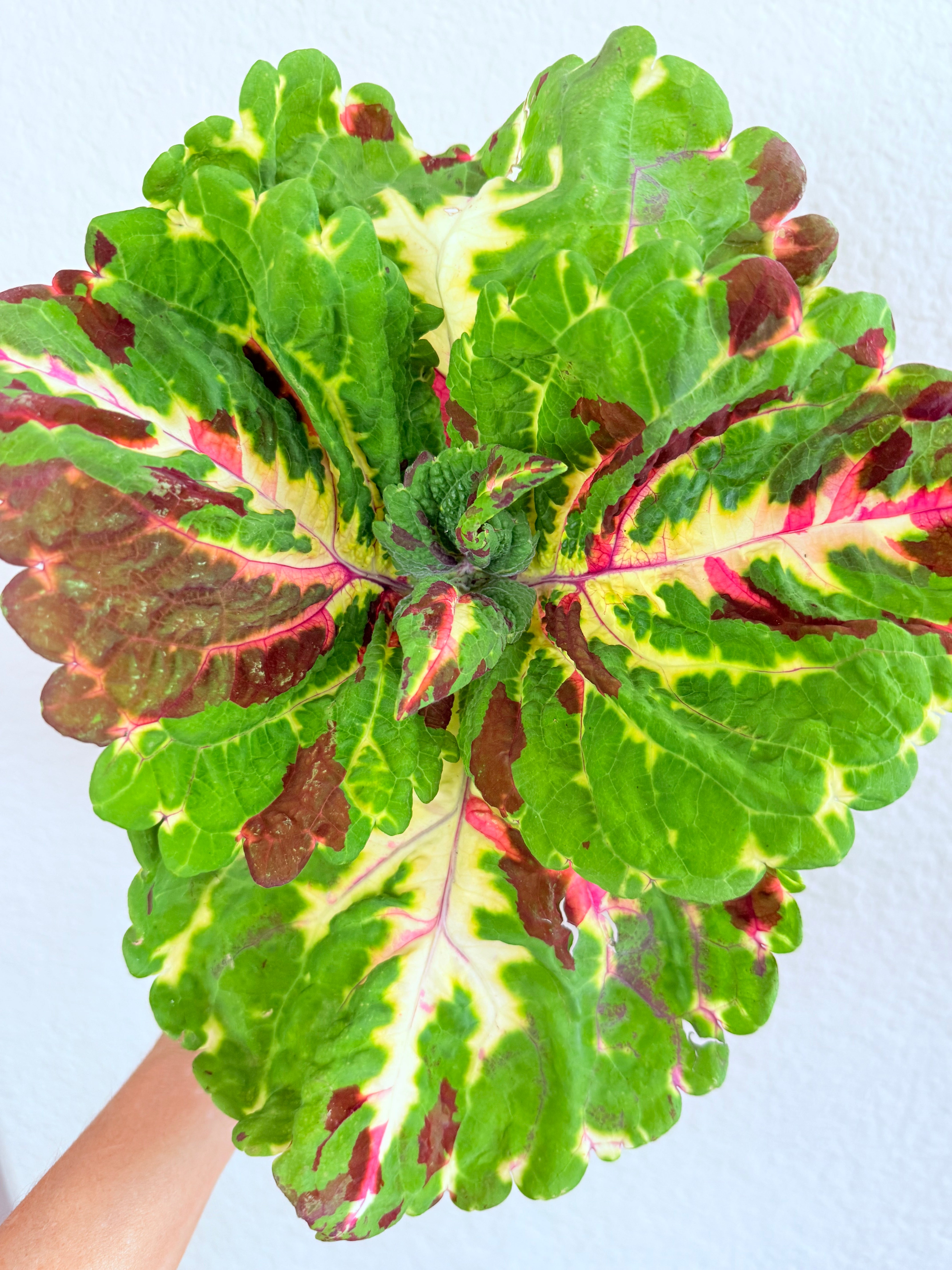 Kong Mosaic Coleus