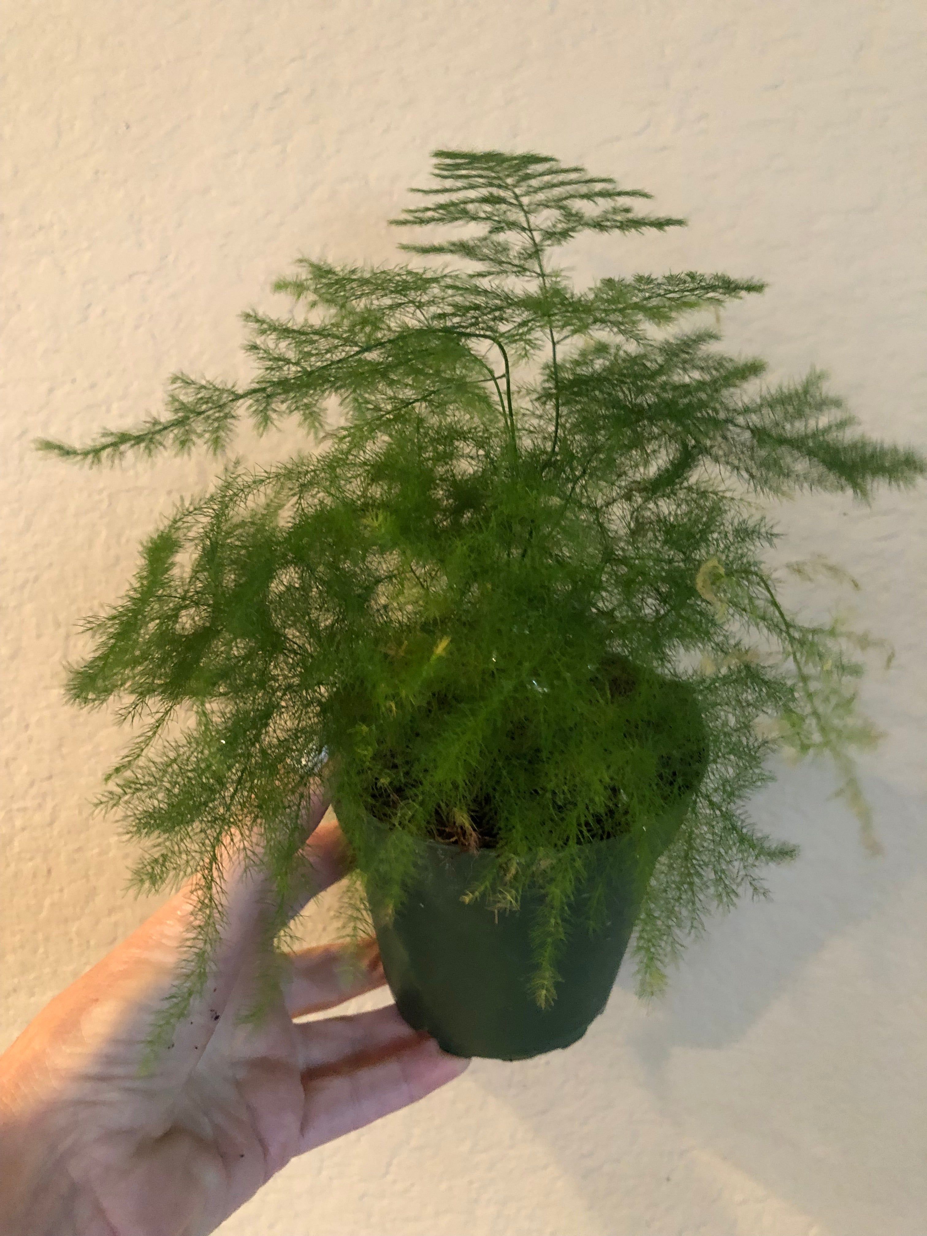 Fern 'Plumosa'