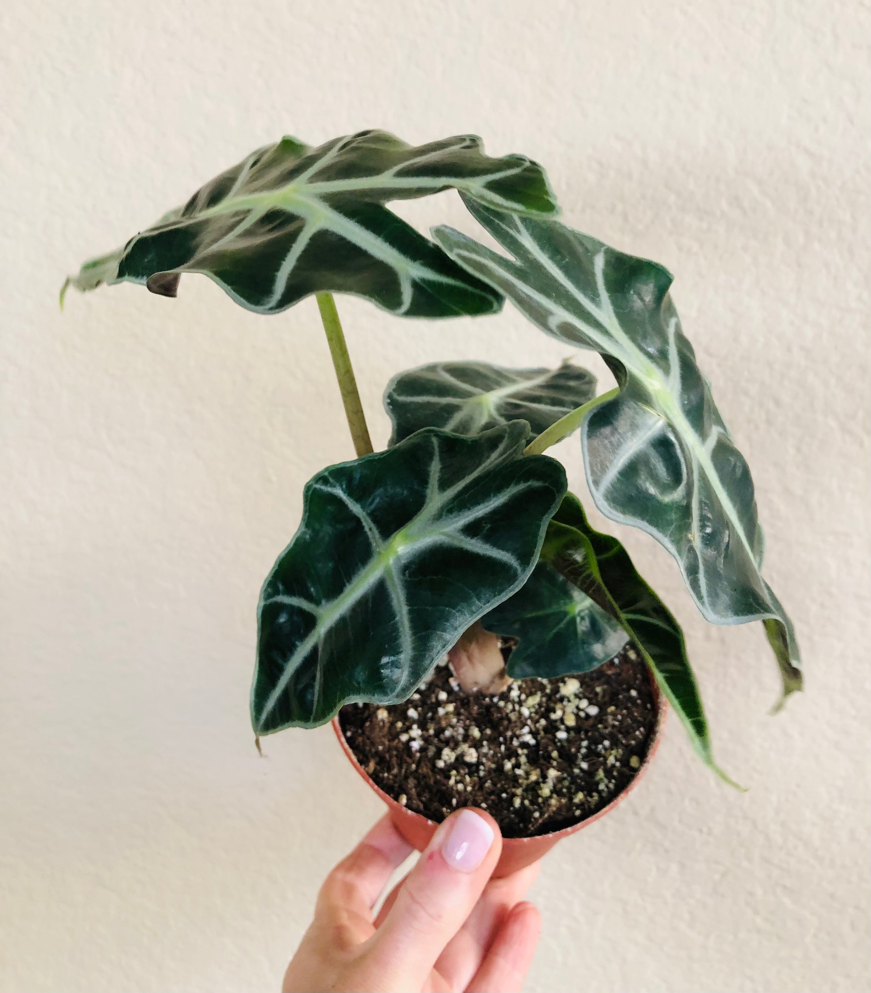 Alocasia Polly 'African Mask'