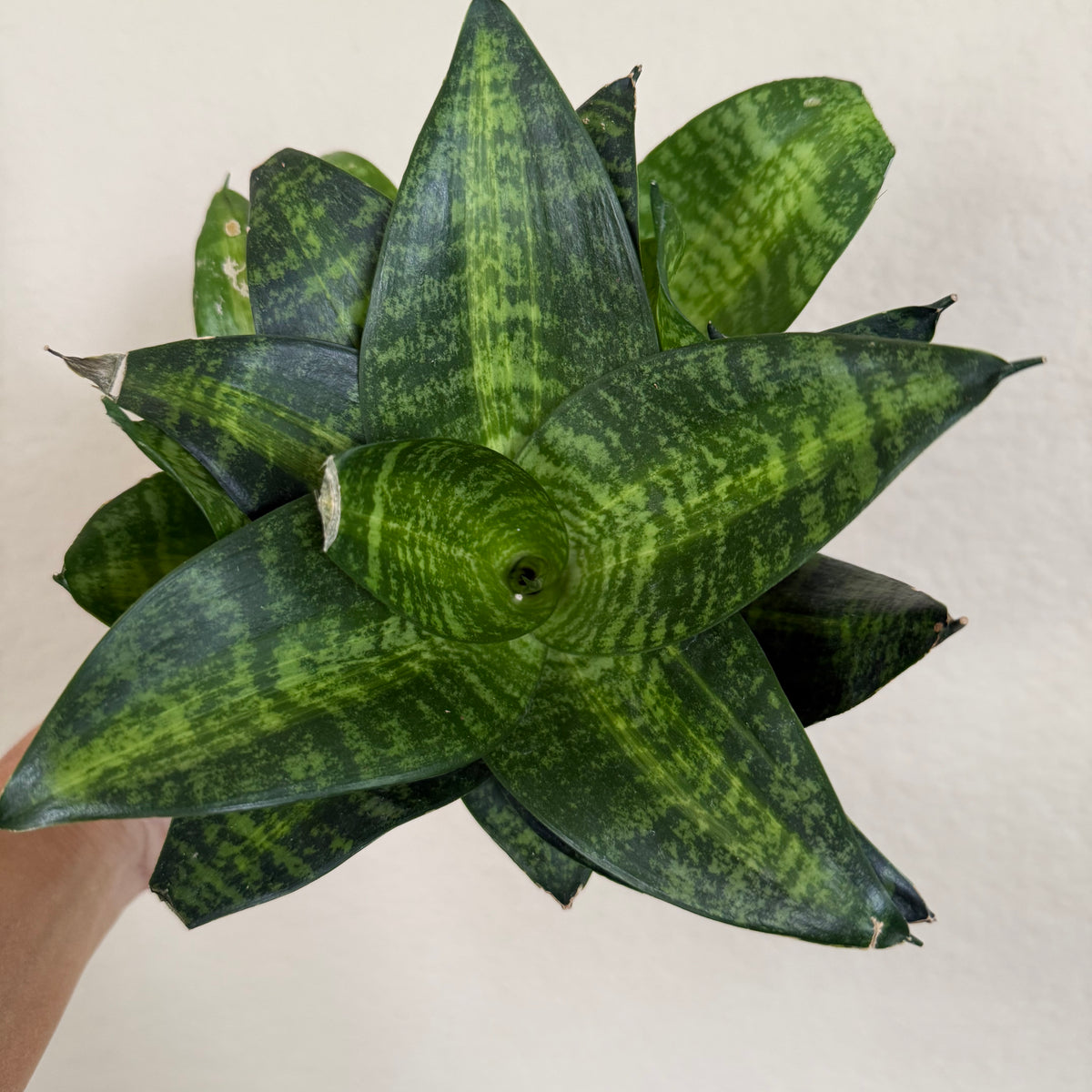 sansevieria hahnii types Sansevieria Hahnii 'Tiger Star'