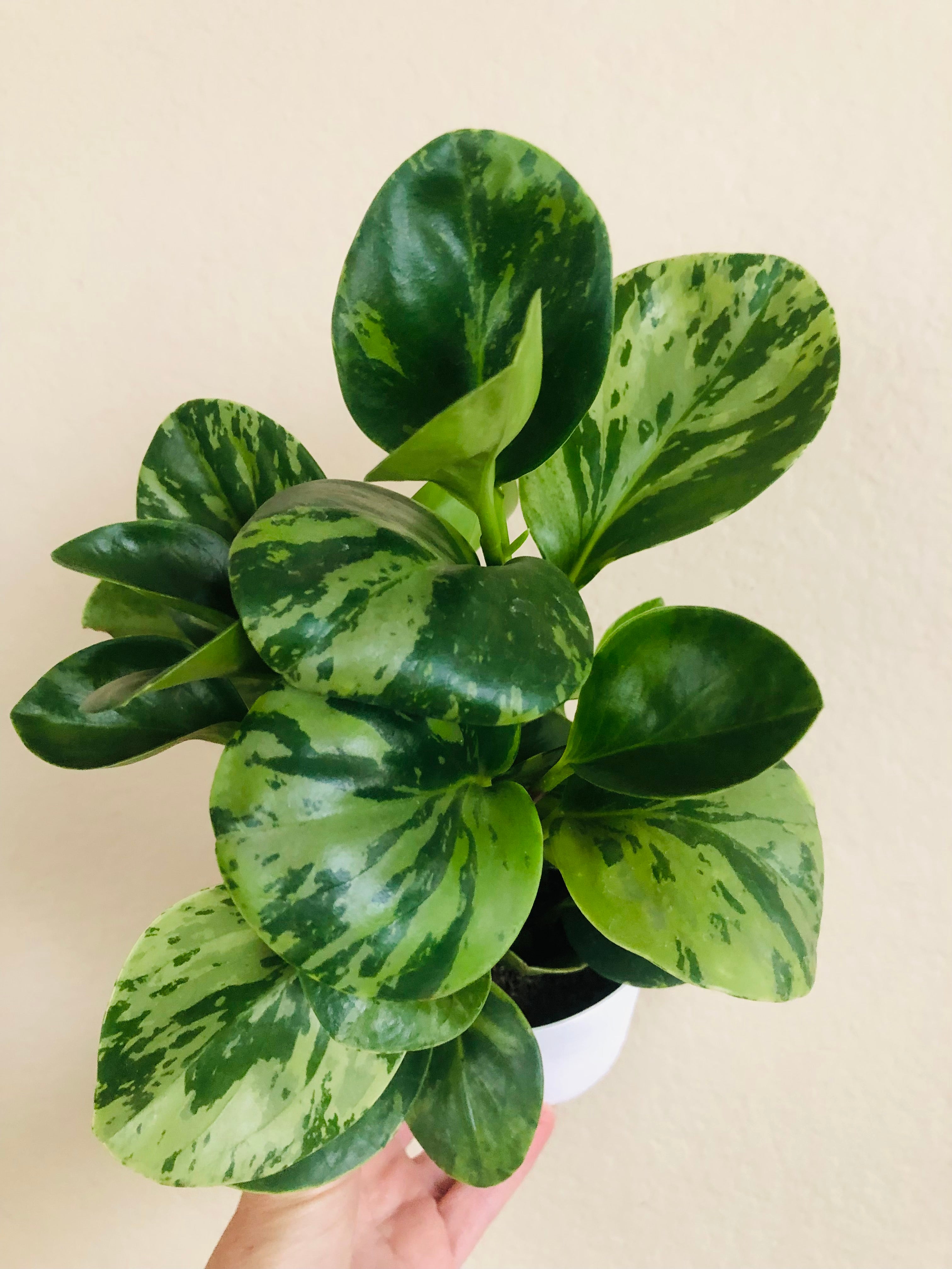 Peperomia Obtusifolia 'Marble'