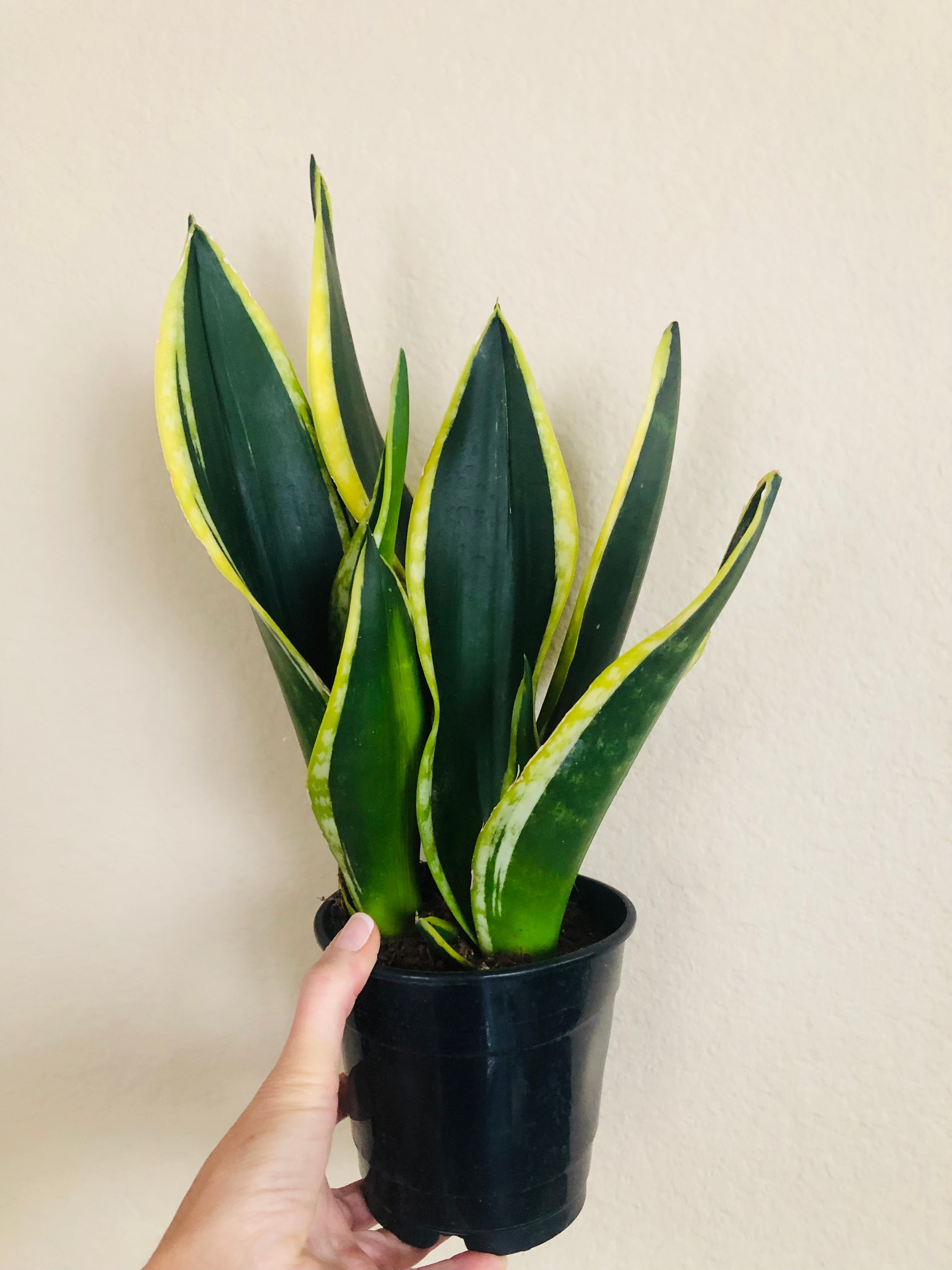 Sansevieria 'Flame'