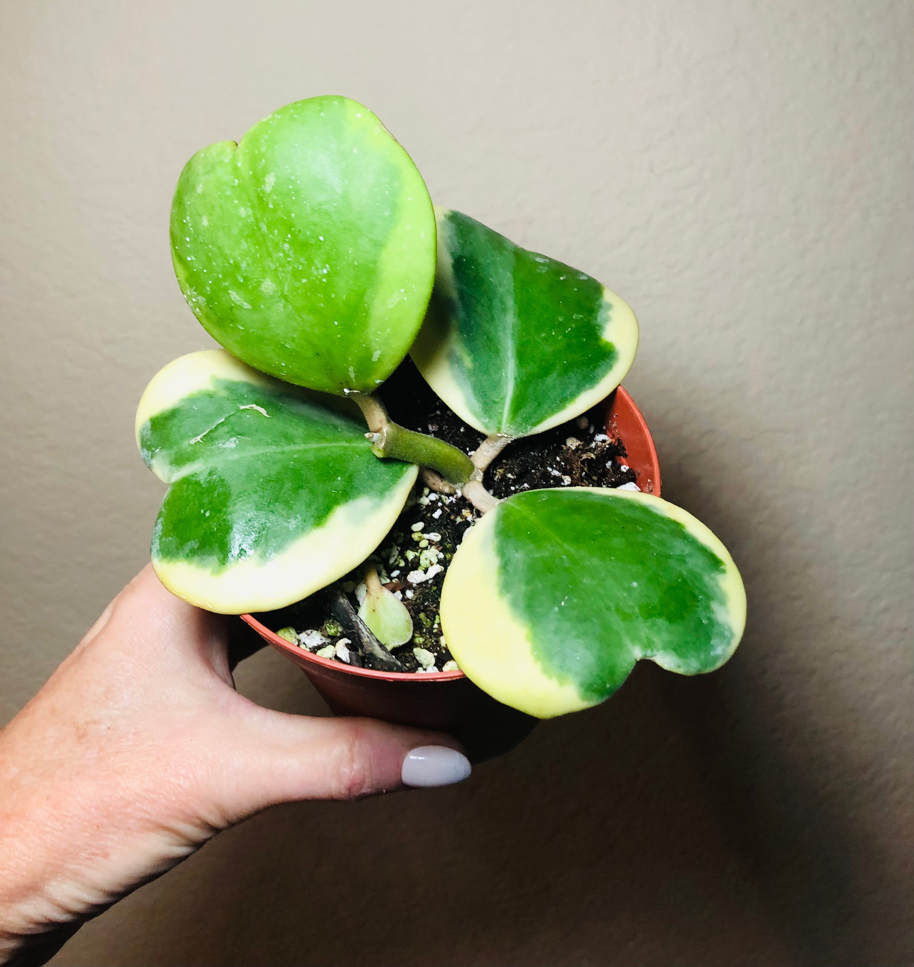 Hoya Kerrii Vine 'Variegated'