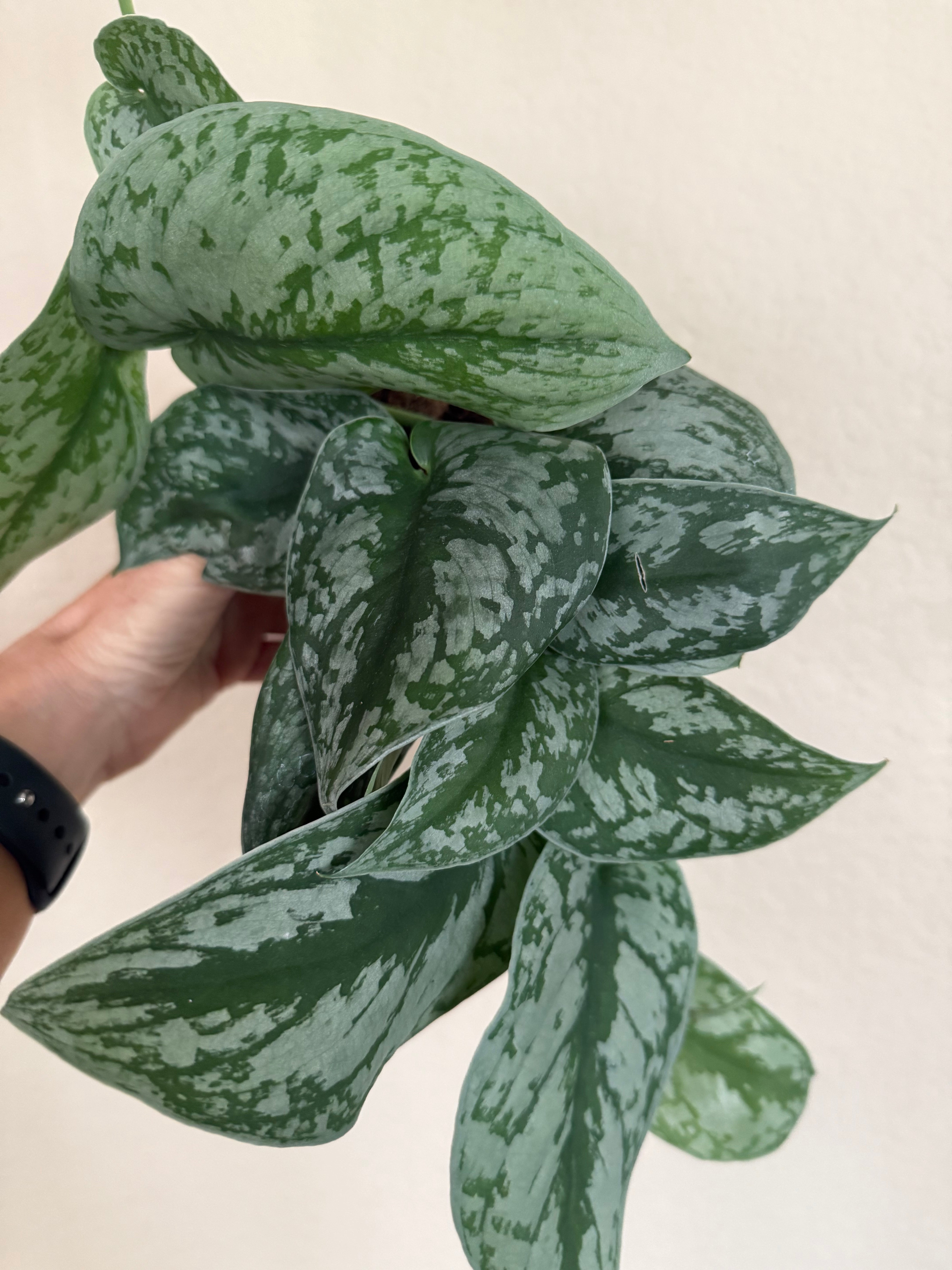 Scindapsus Pictus 'Exotica'