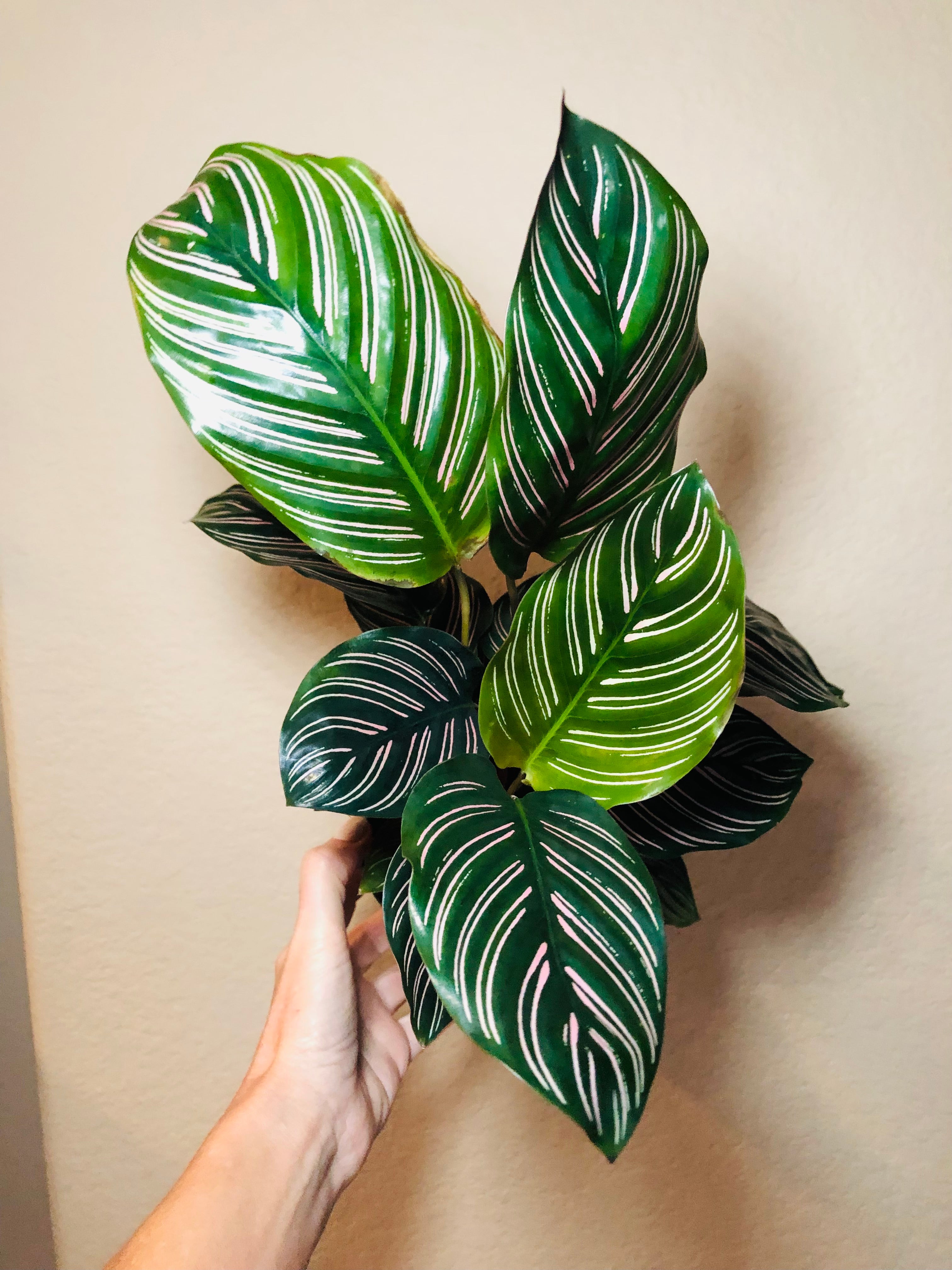 Calathea 'Ornata'