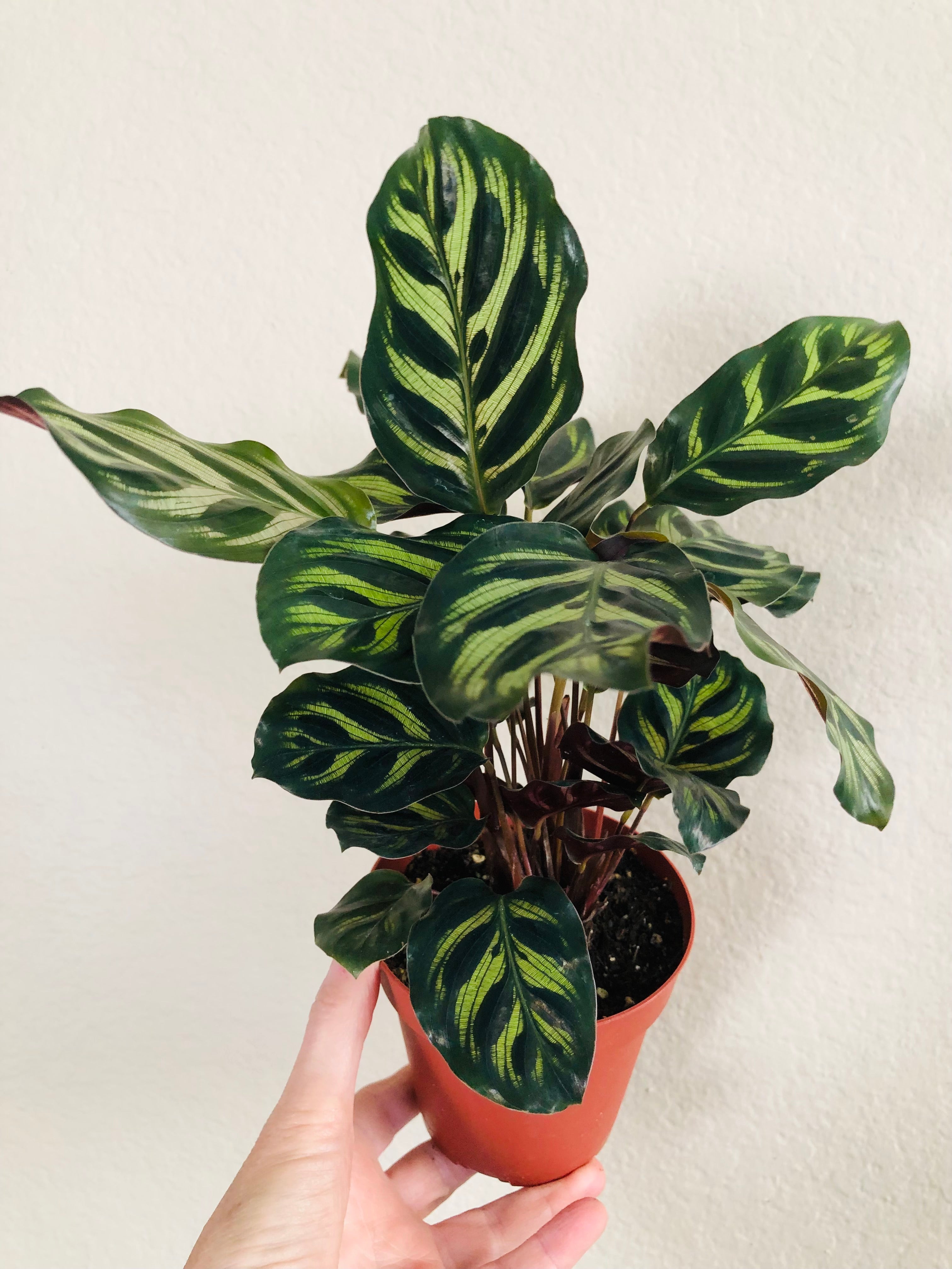 Calathea Makoyana 'Peacock'