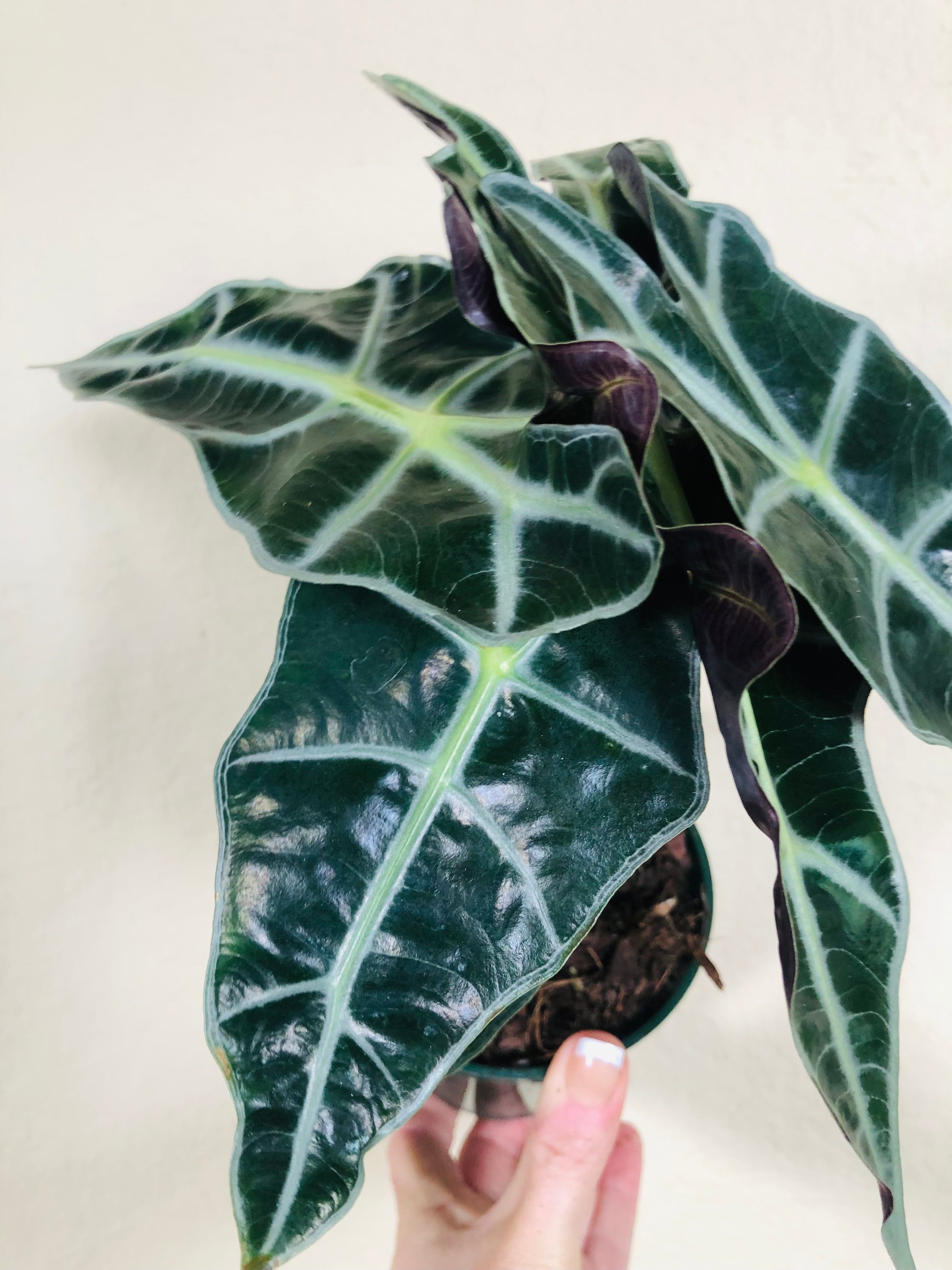 Alocasia Polly 'African Mask'