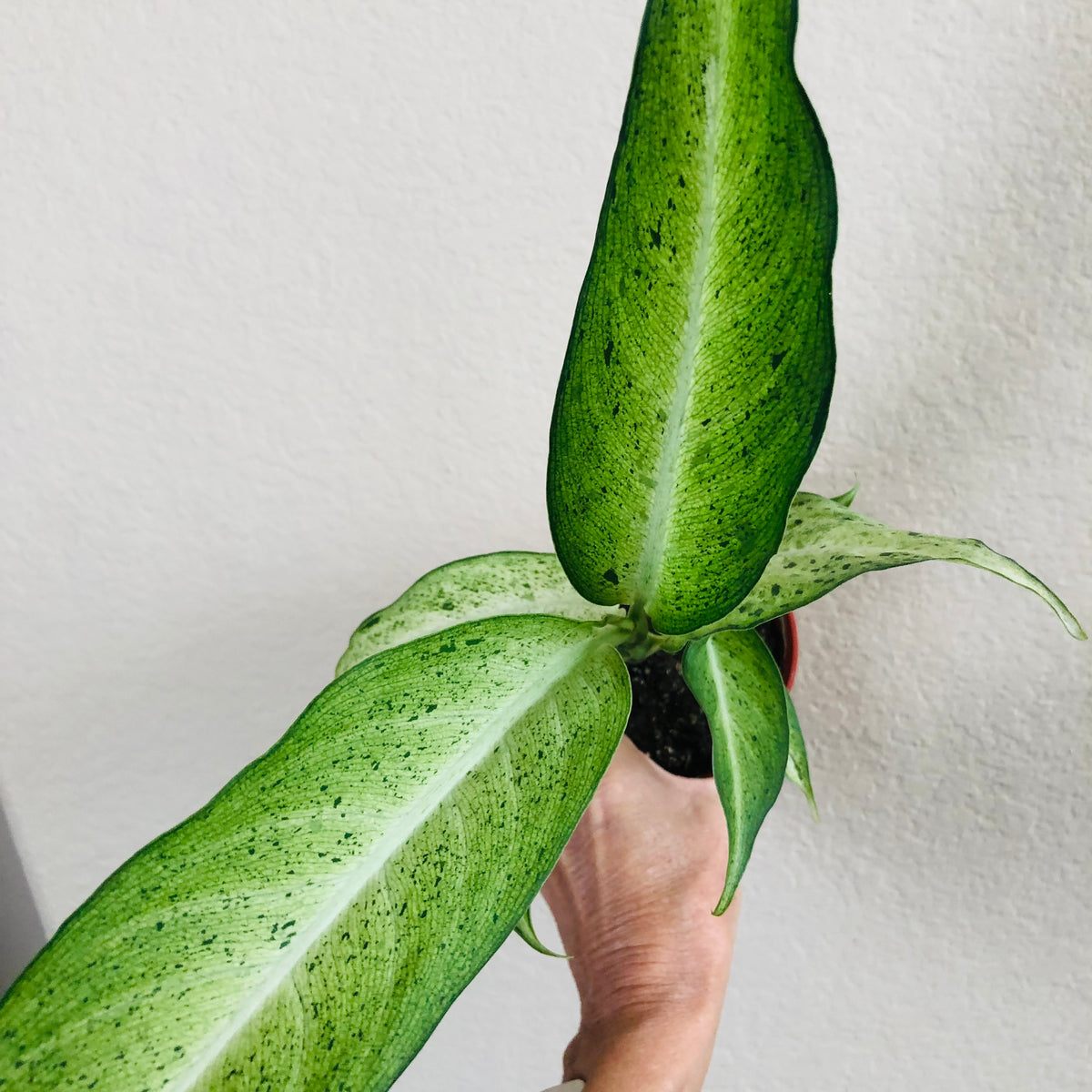 dieffenbachia camouflage height Dieffenbachia 'Camouflage'