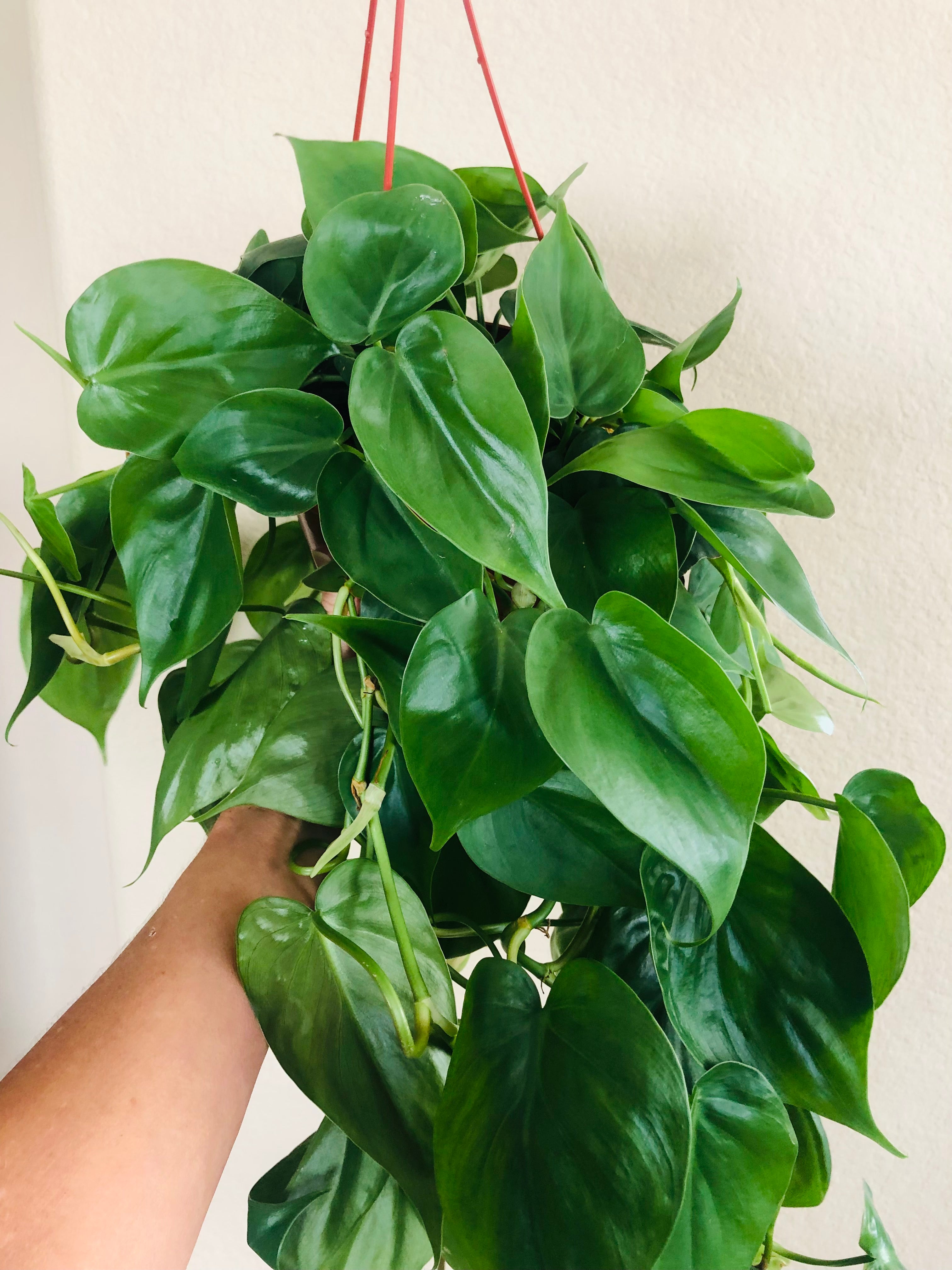 Philodendron Cordatum 'Heartleaf'