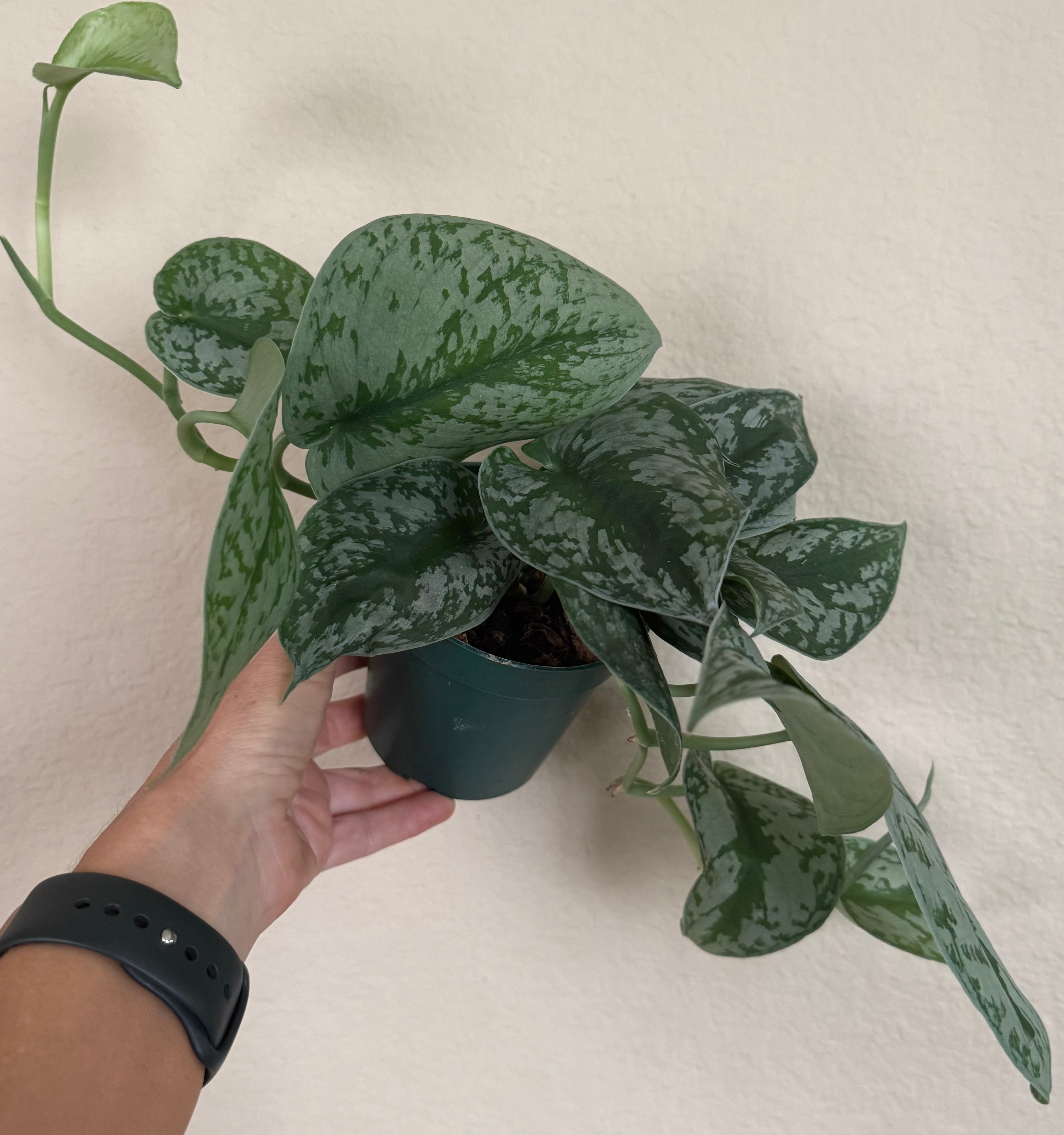 Scindapsus Pictus 'Exotica'