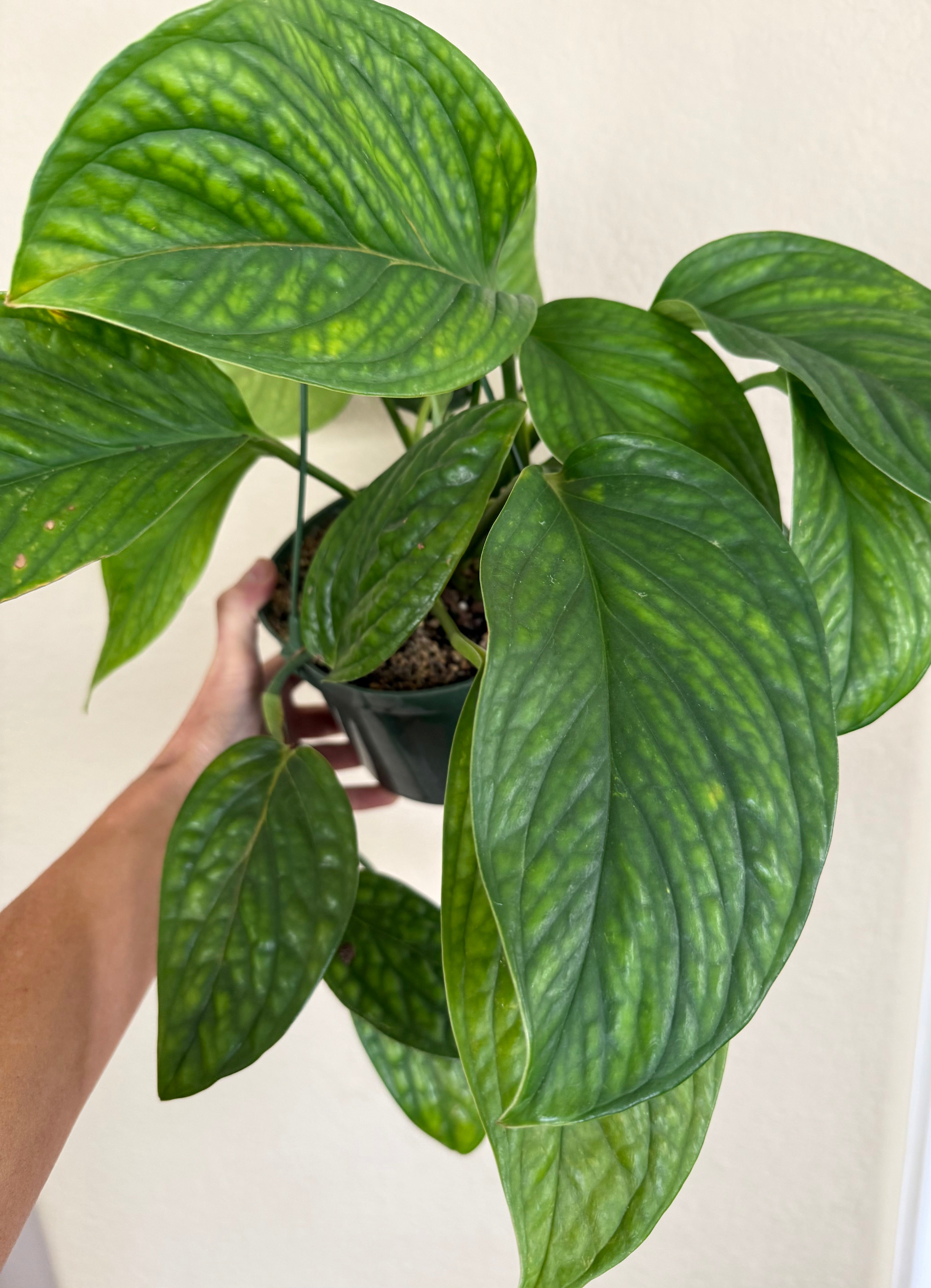 Monstera 'Peru'