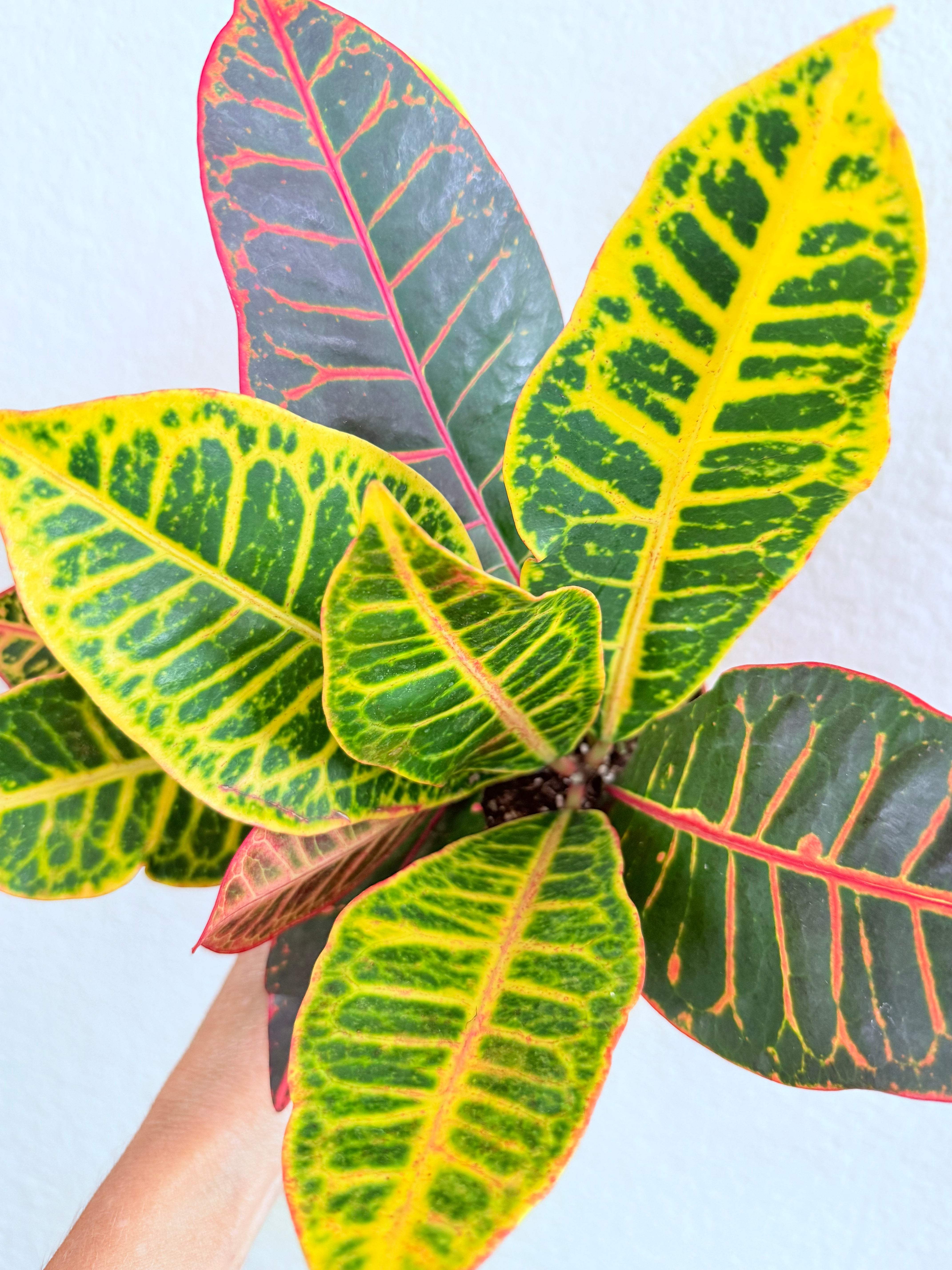 Croton Petra