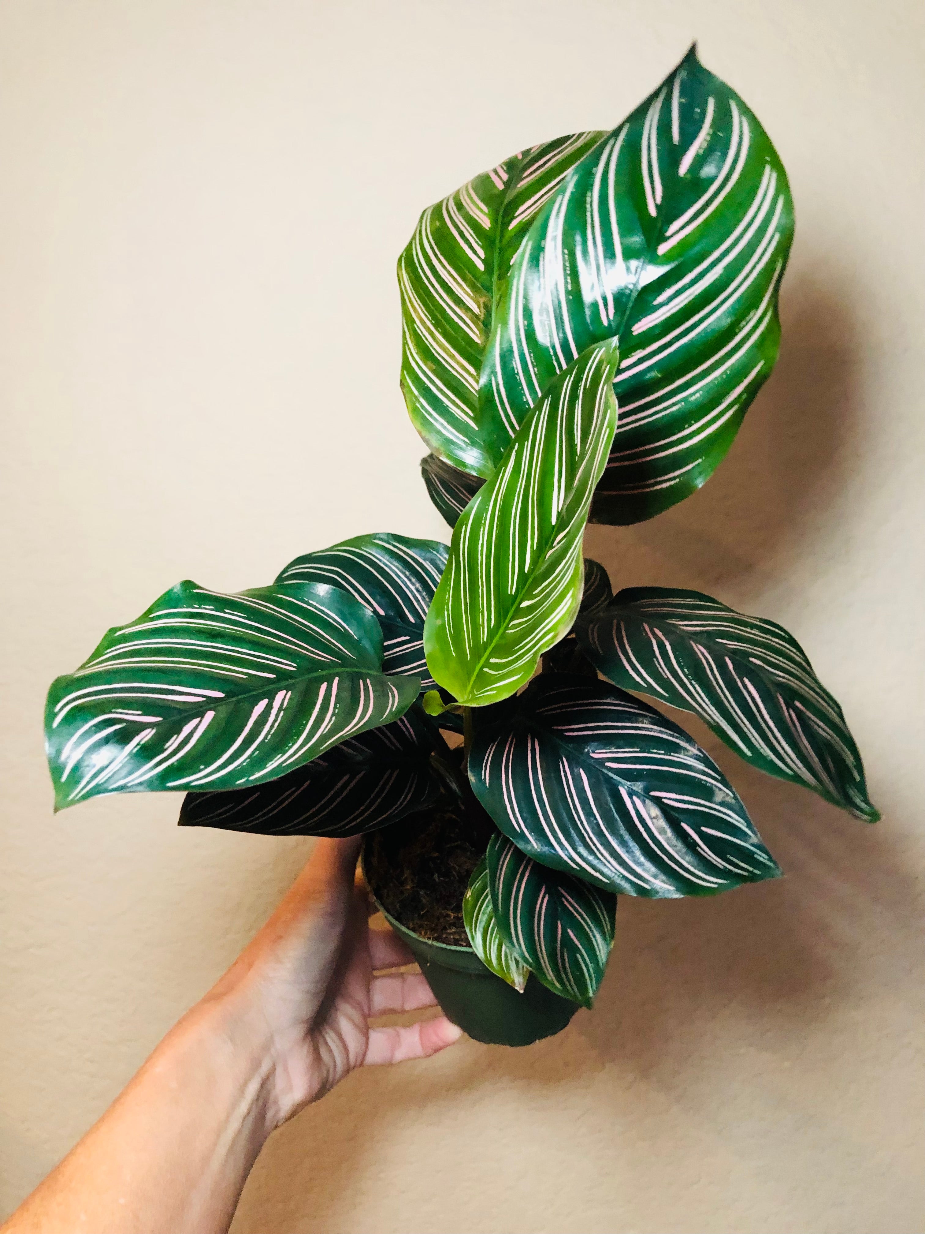 Calathea 'Ornata'