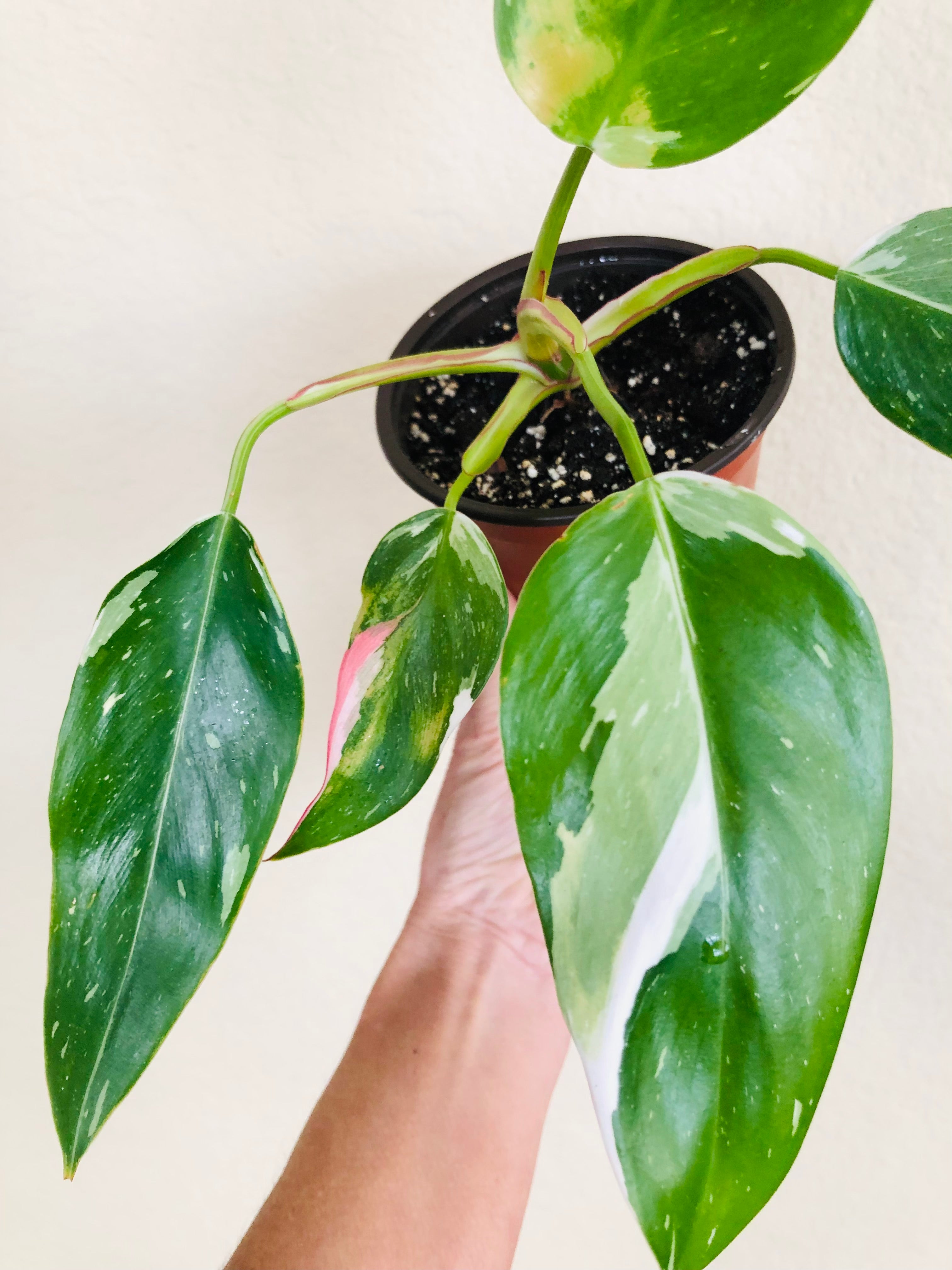 Philodendron 'White Princess'