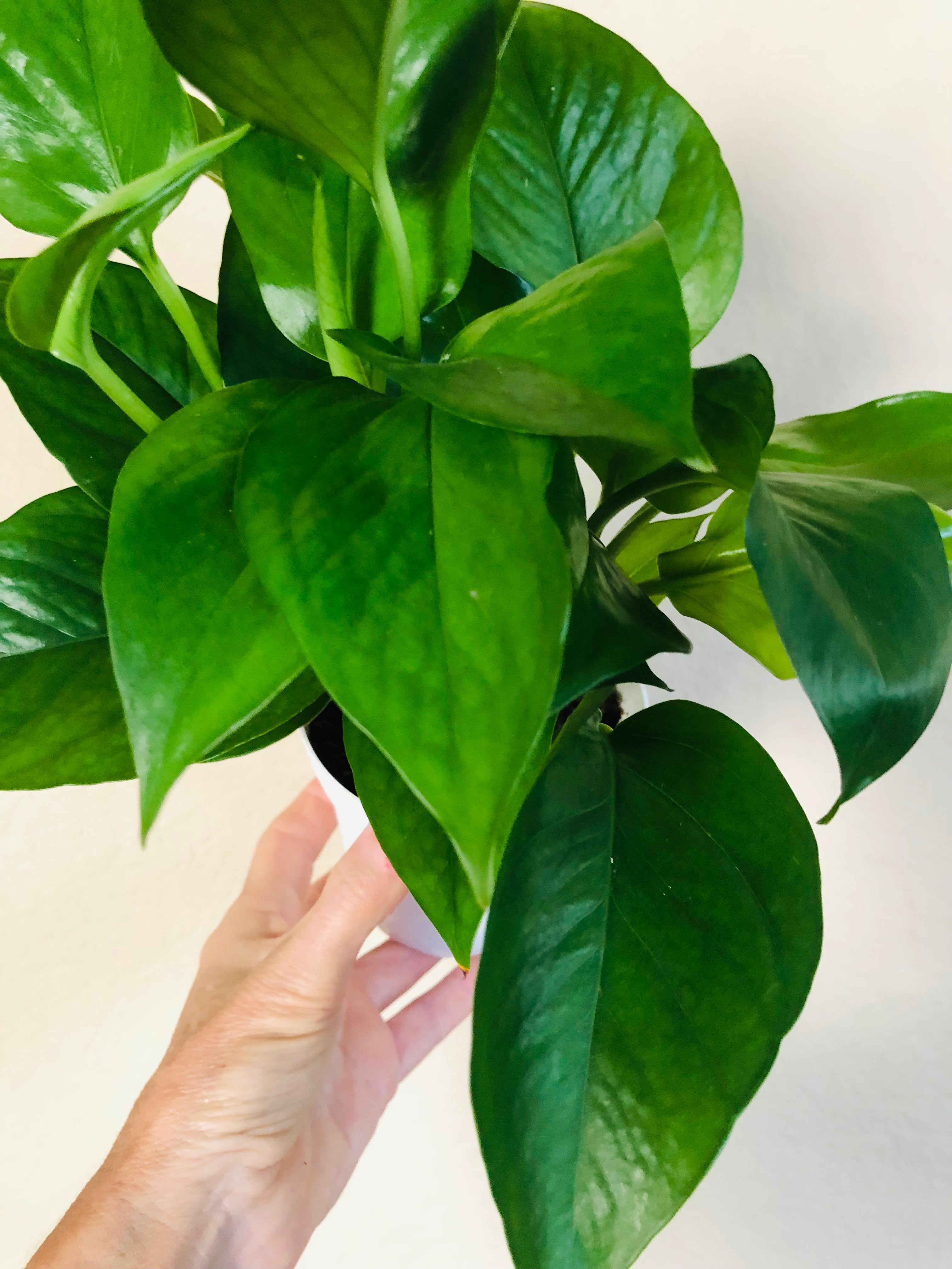 Pothos 'Jade'