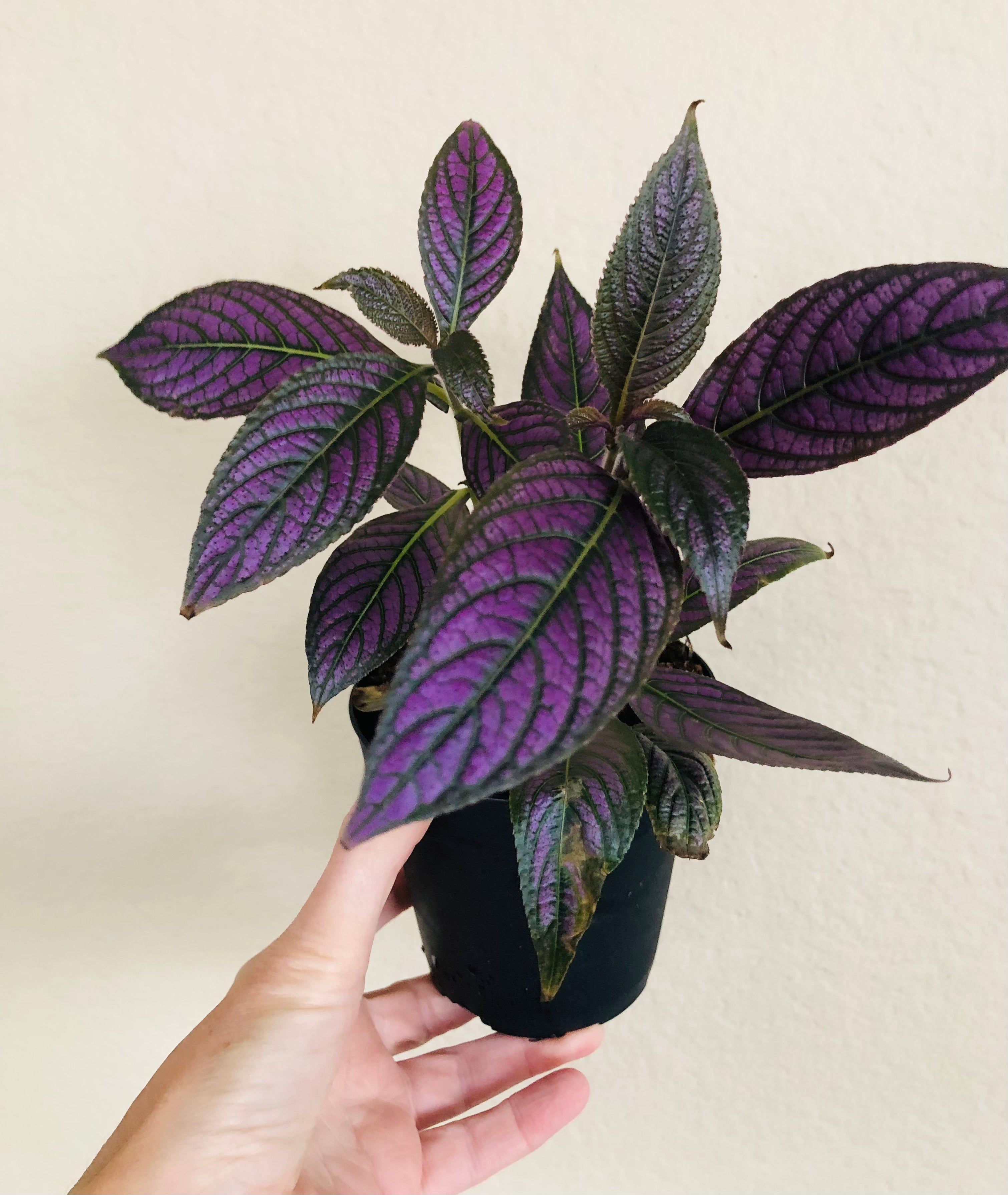 Strobilanthes Persian Shield