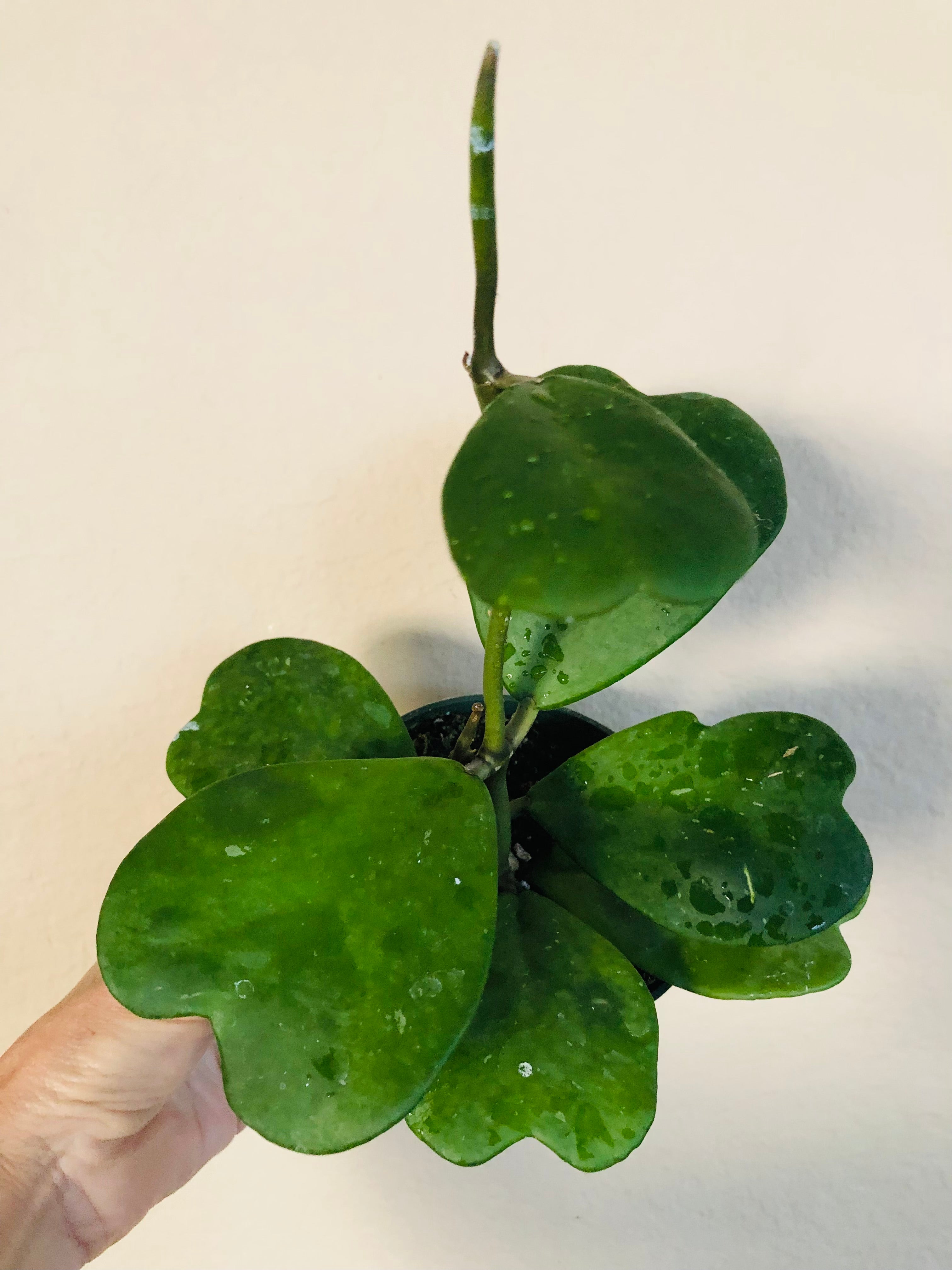 Hoya Kerrii Vine