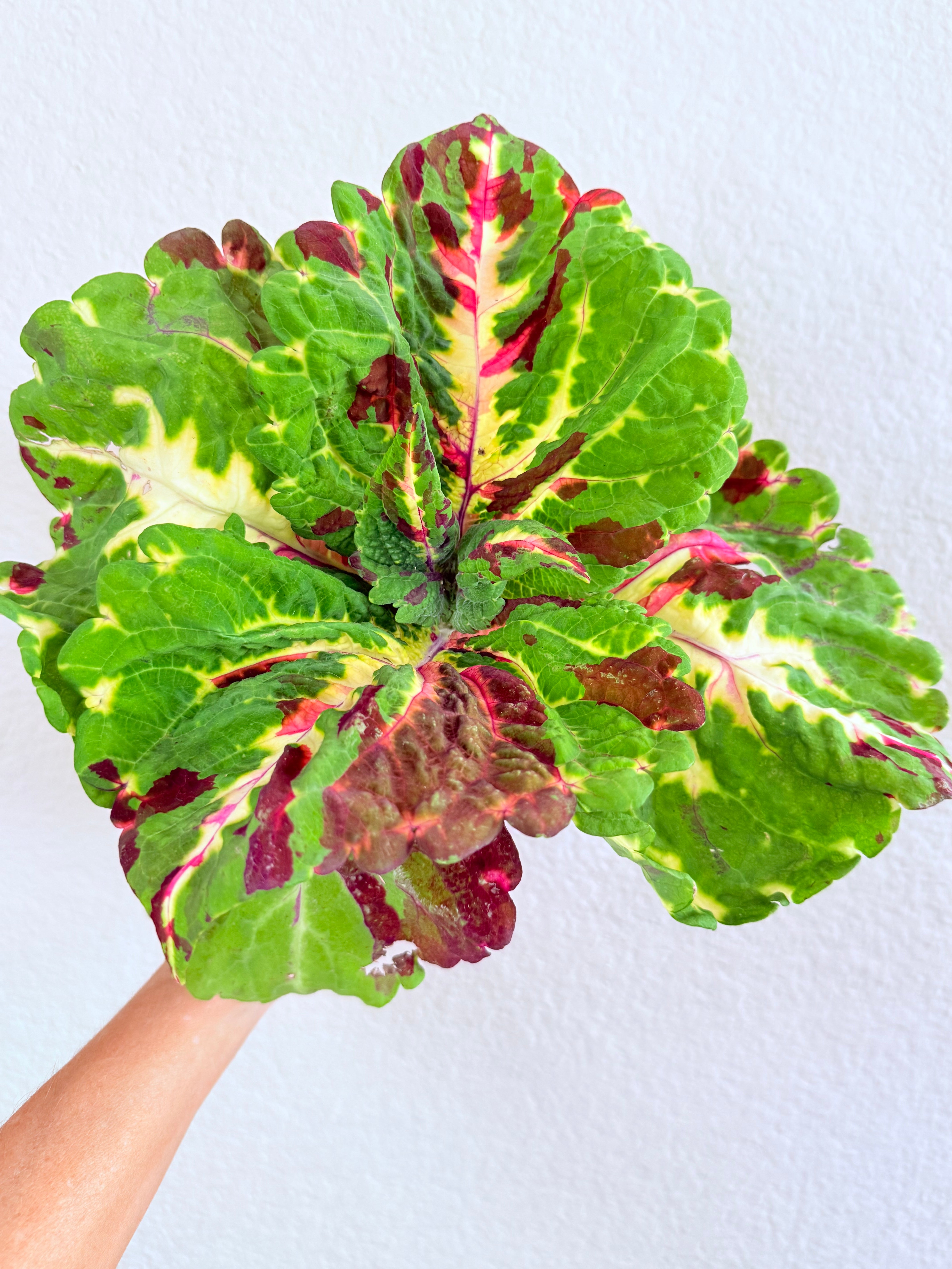 Kong Mosaic Coleus