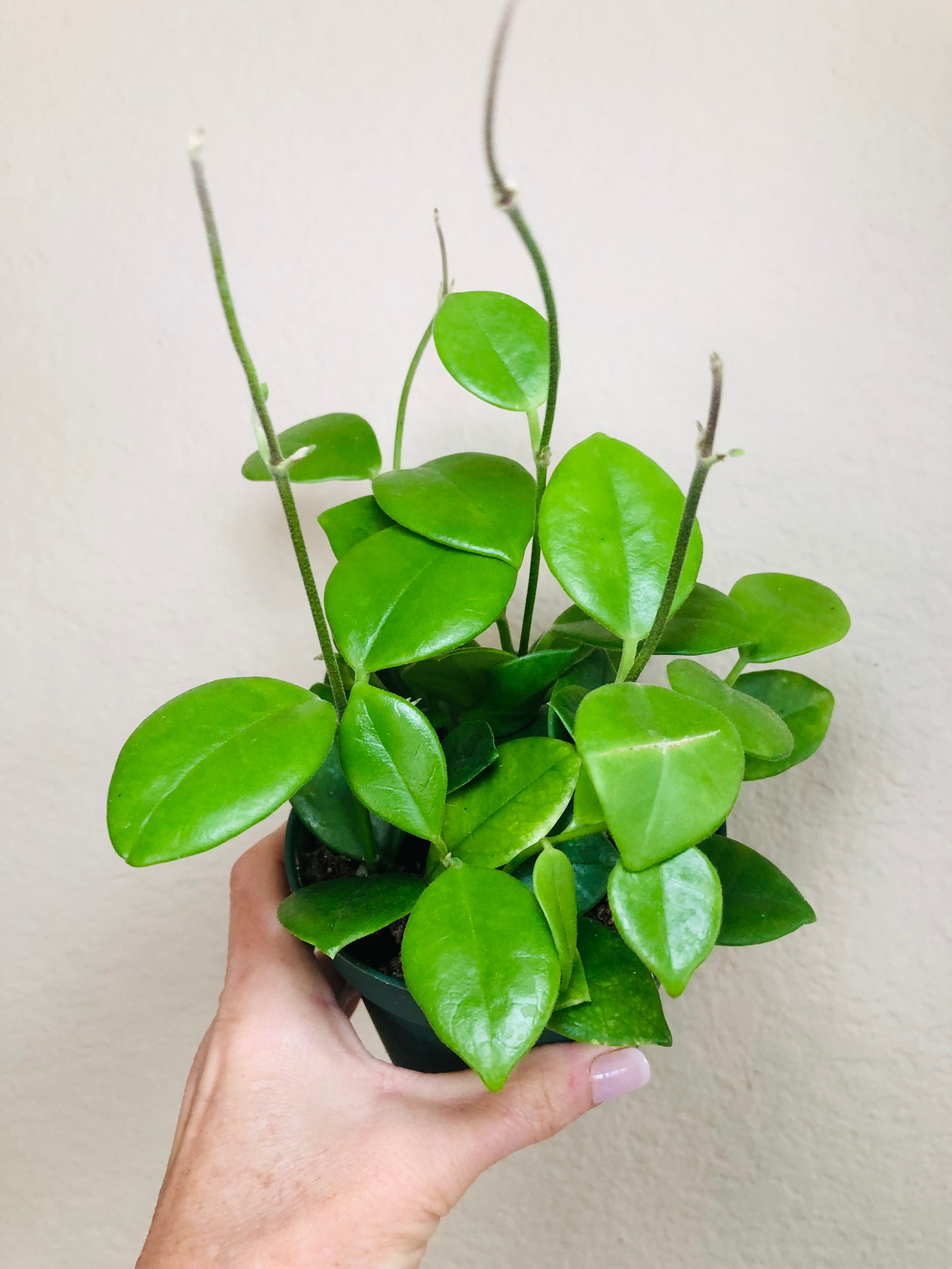 Hoya Australis 'Keysii'