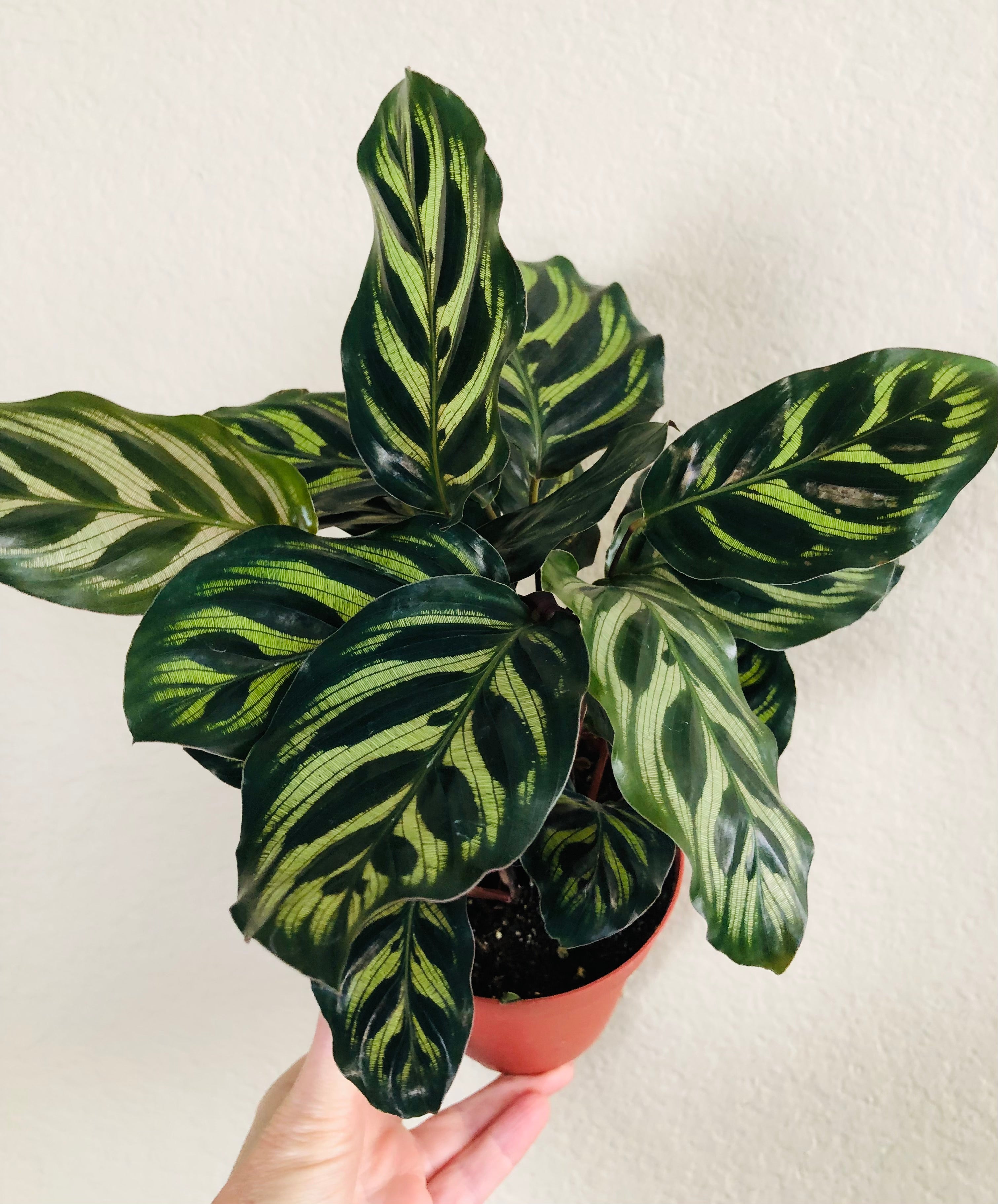 Calathea Makoyana 'Peacock'