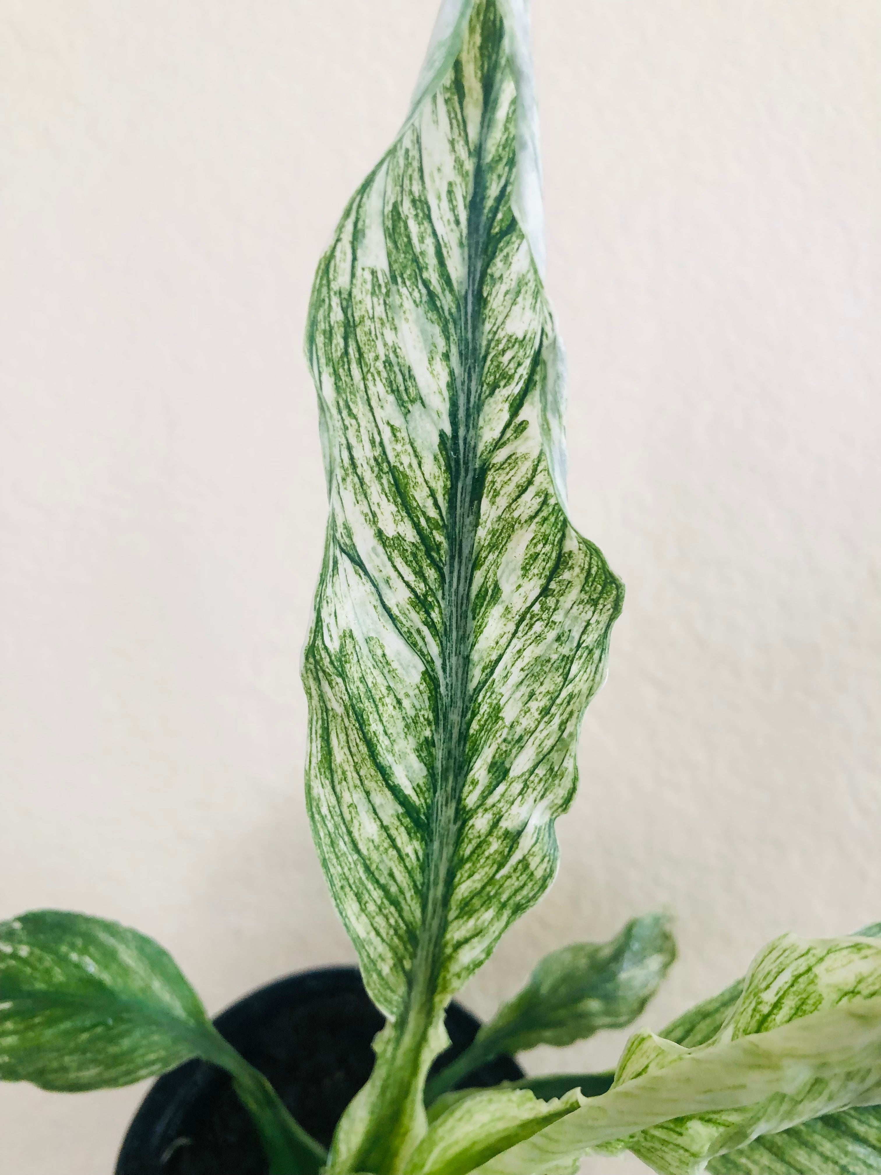 Spathiphyllum ‘Variegated’ | Peace Lily