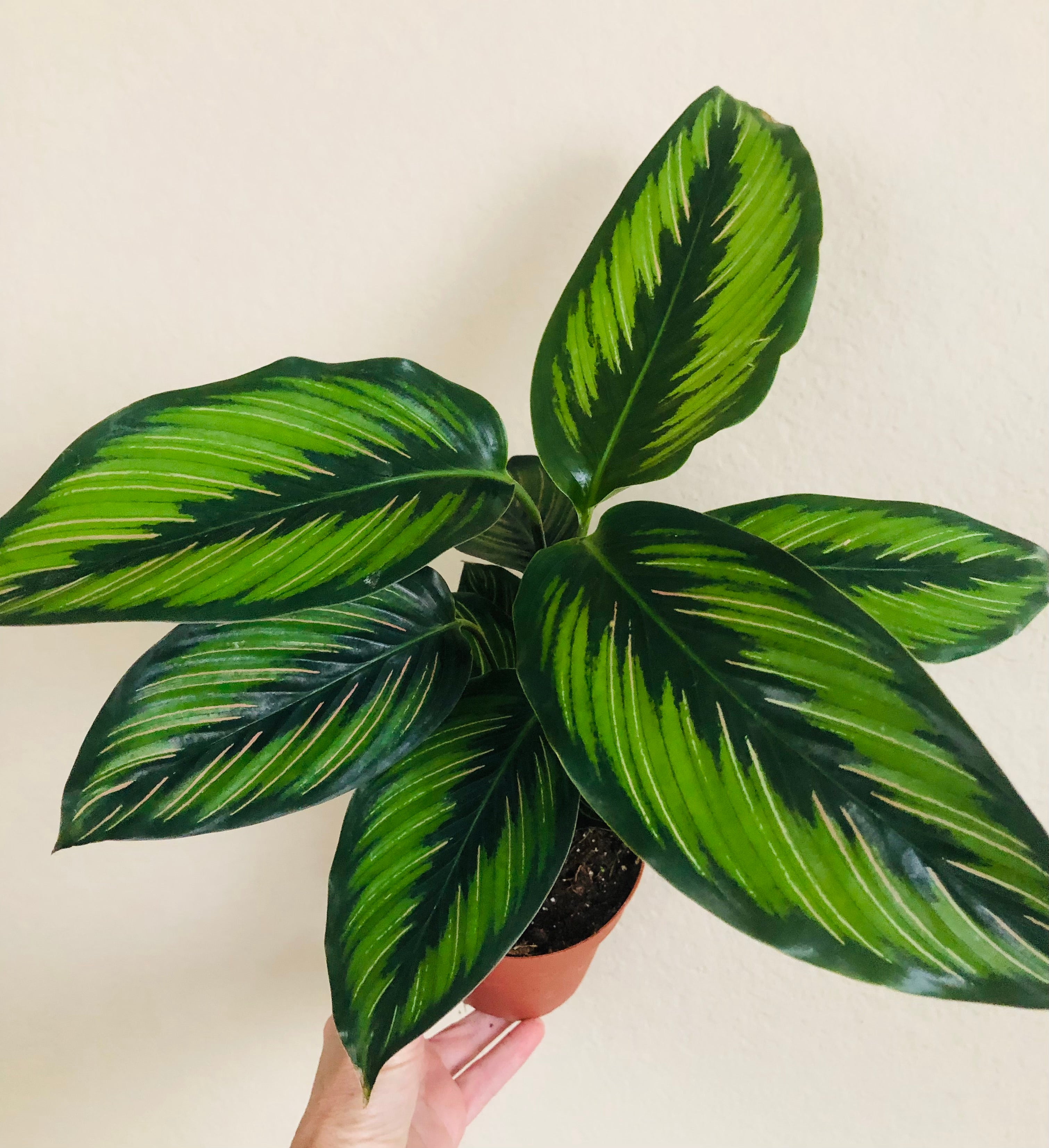 Calathea Beauty Star