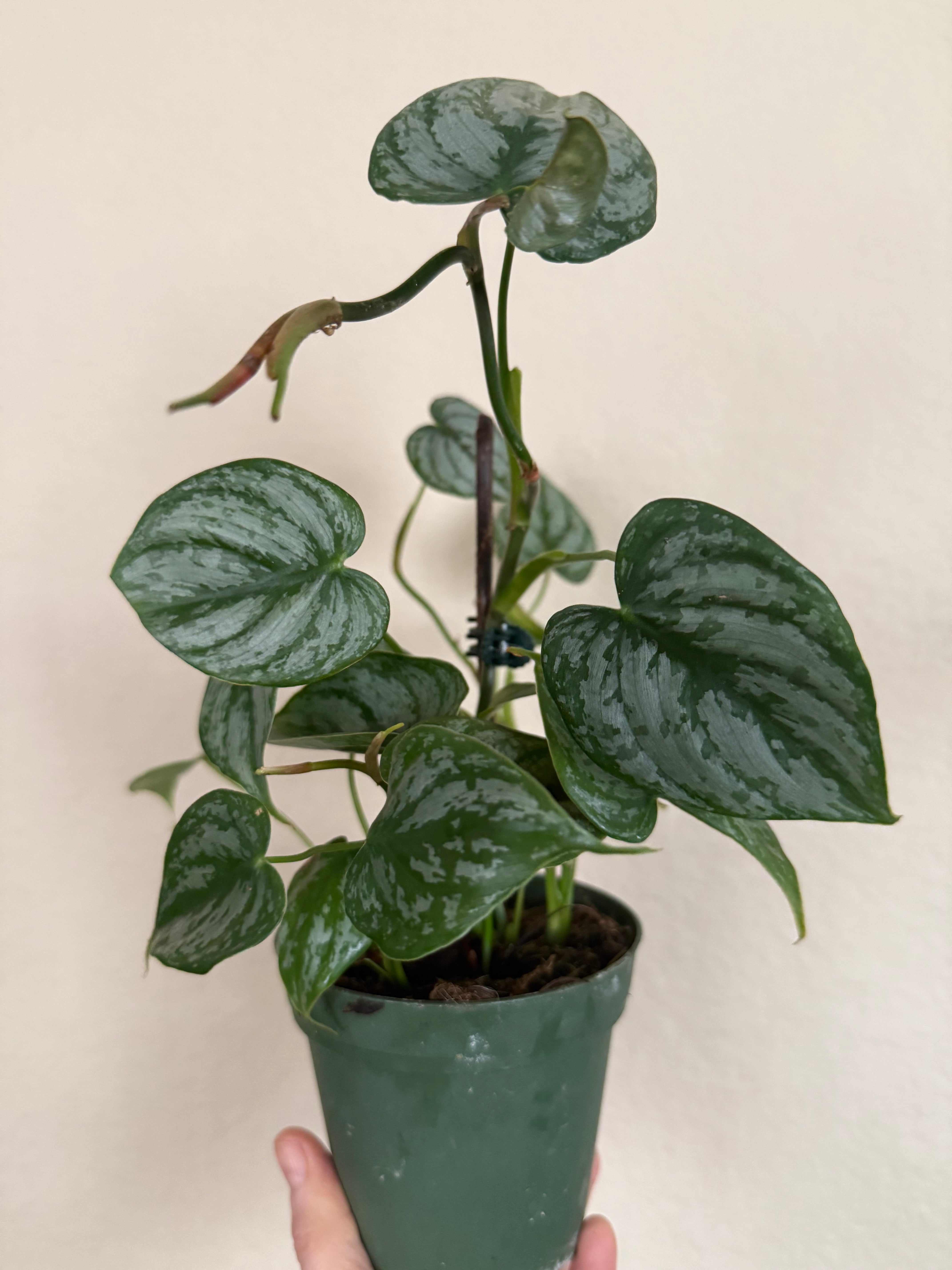 Philodendron Brandtianum
