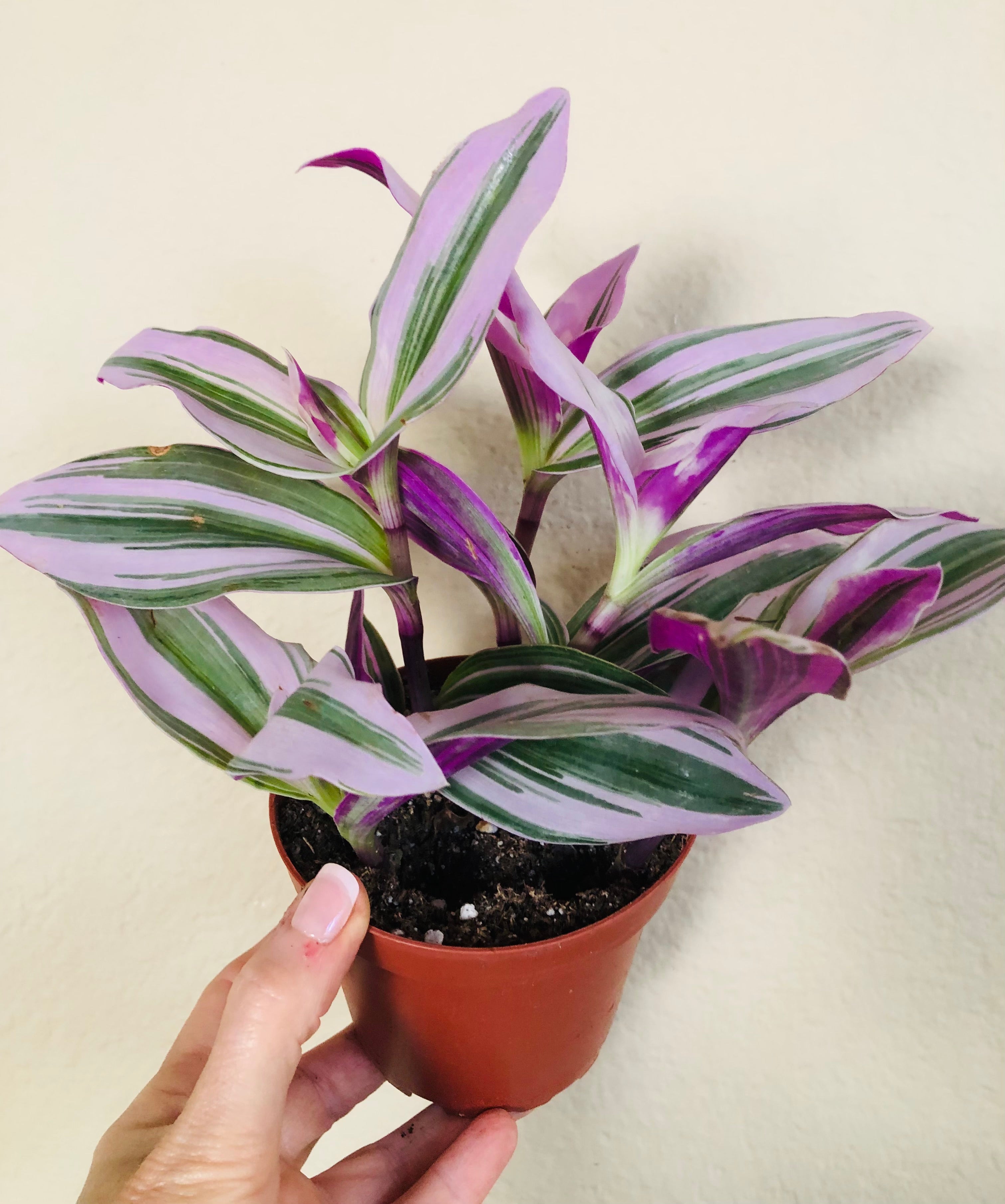 Tradescantia Nanouk