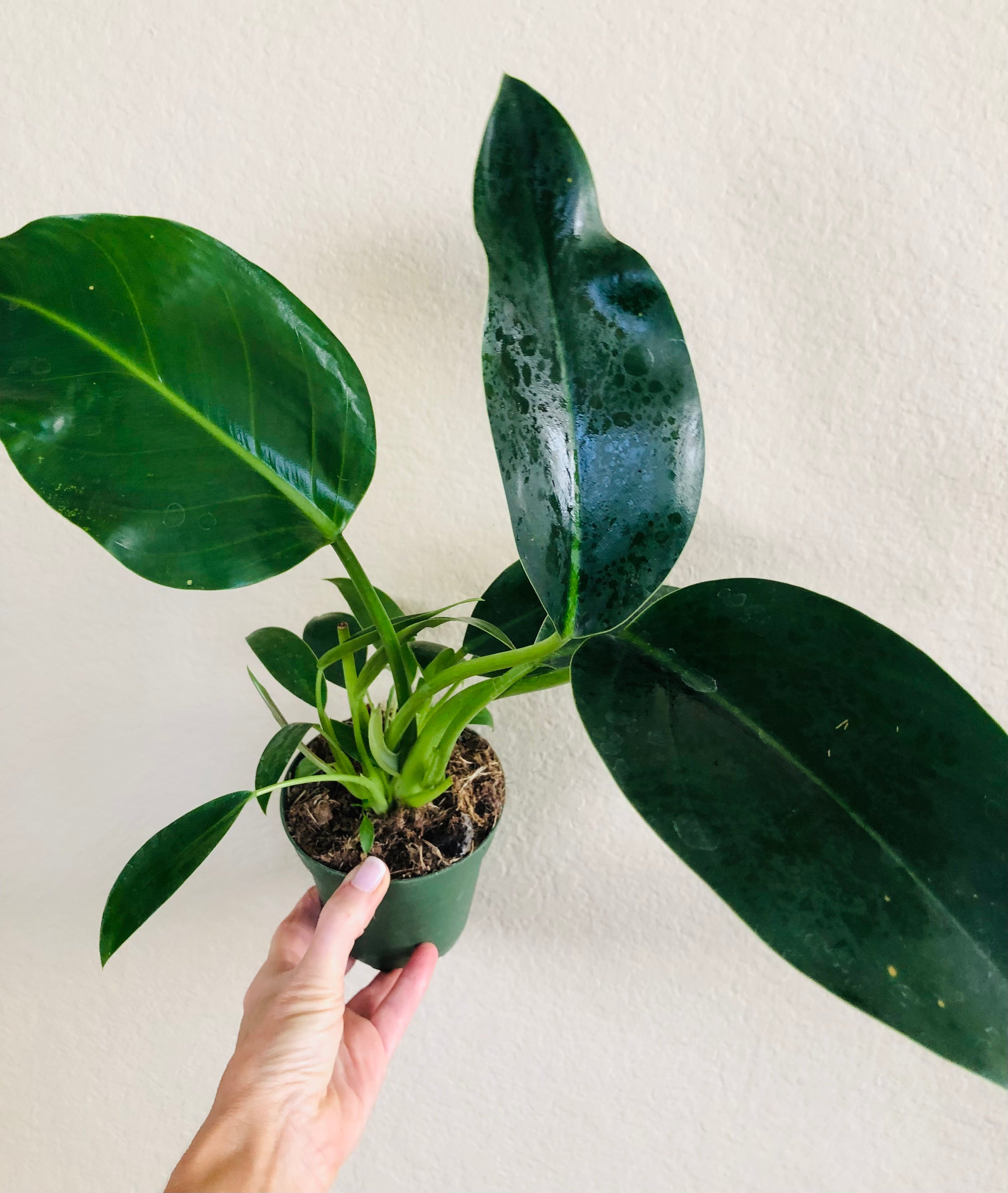 Philodendron 'Green Congo'