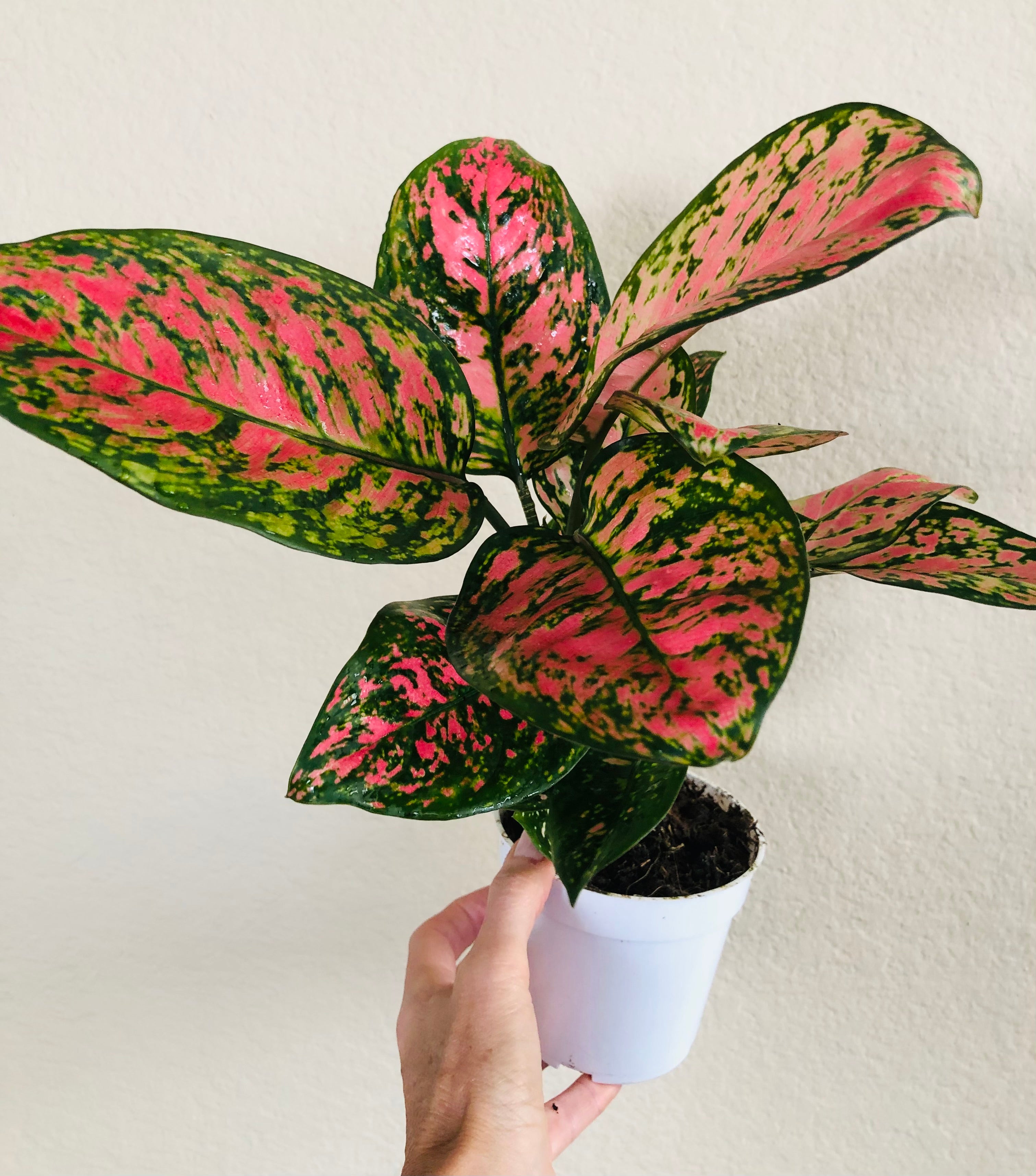 Aglaonema 'Lady Valentine'