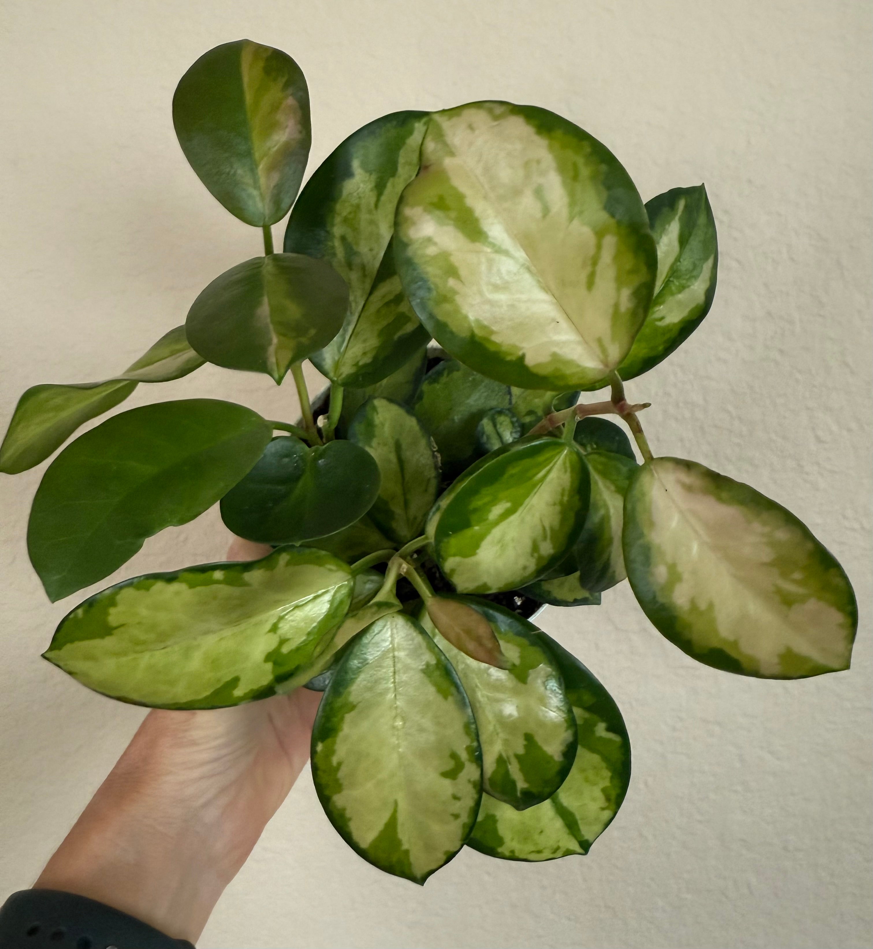Hoya Australis Lisa