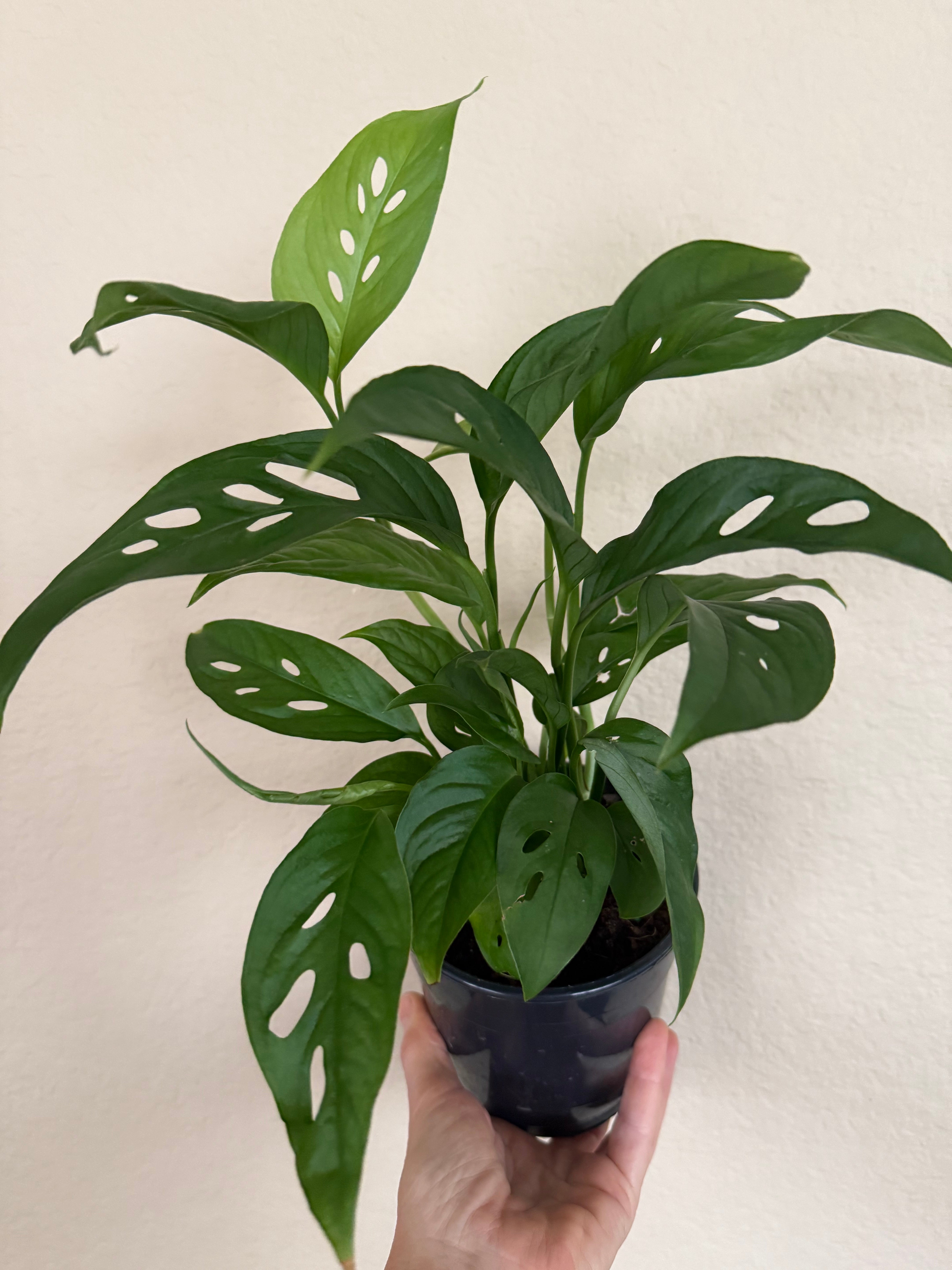 Monstera Adansonii 'Swiss Cheese'