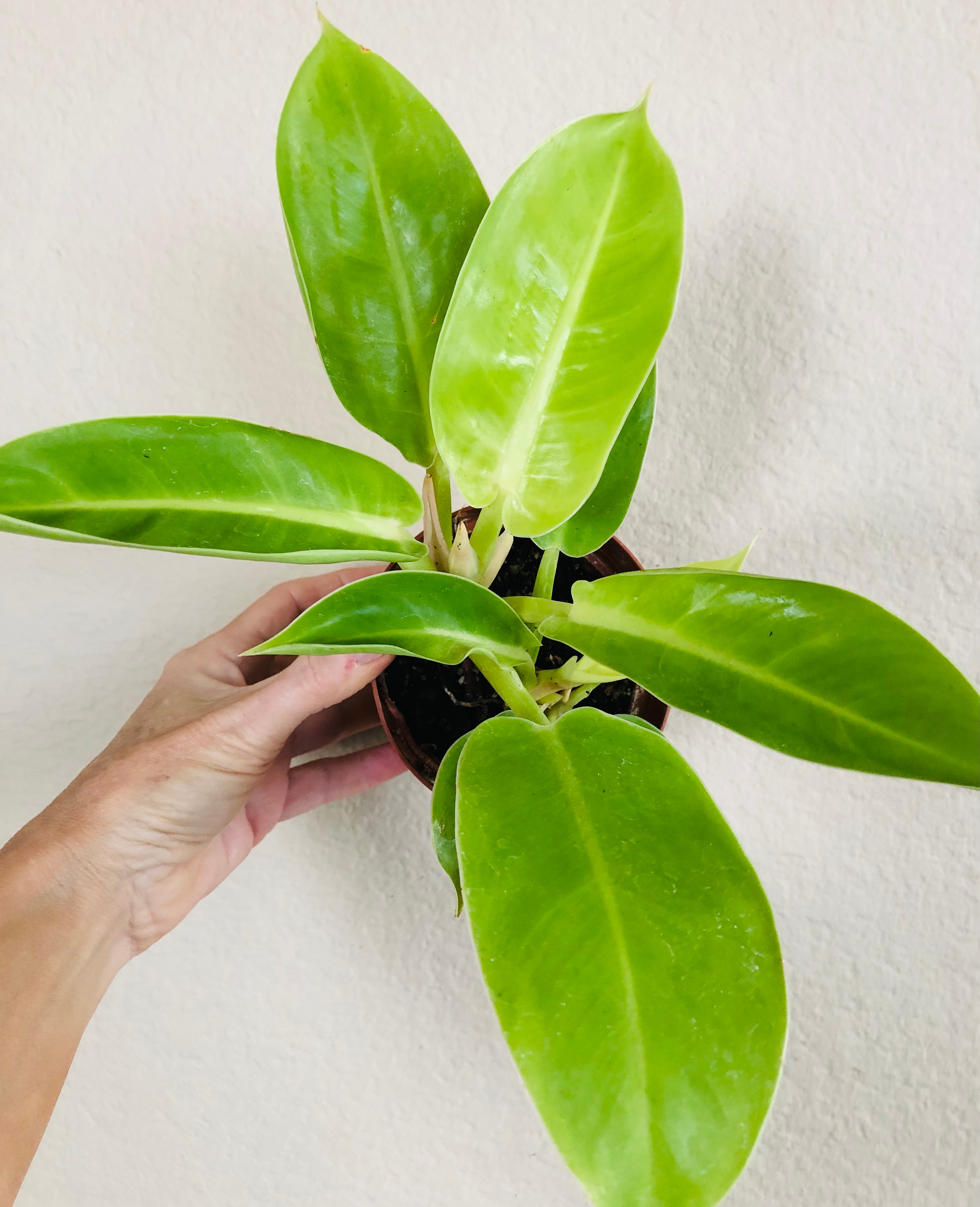 Philodendron 'Moonlight'